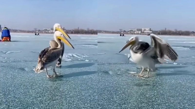 Видео кадры