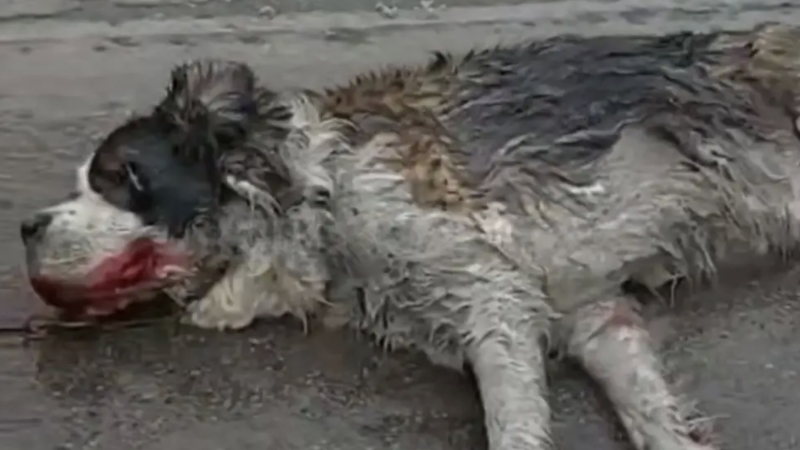 Видео кадры