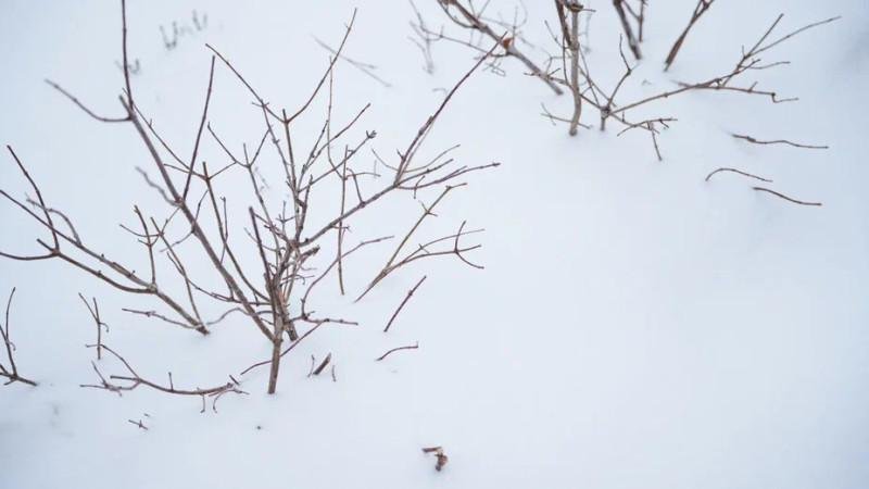 Фото © Tengrinews.kz