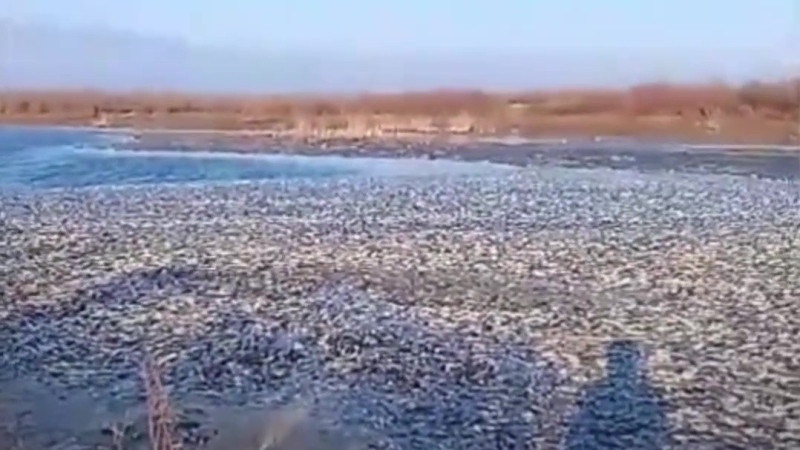 Видеодан алынған кадр