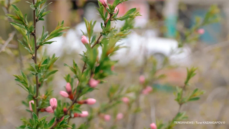 Фото © Tengrinews.kz / Тұрар Қазанғапов