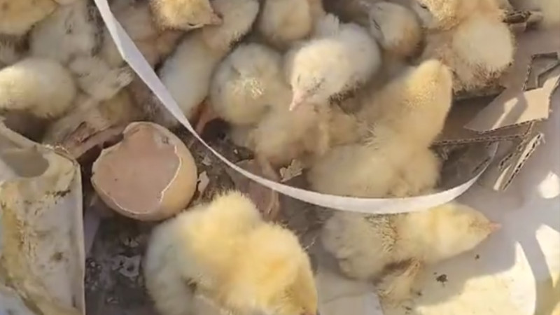 Бейнеден кадр