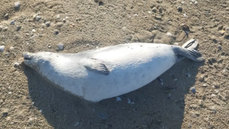 instagram.com/fishcommitteekz