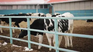 АПК Атырауской области достиг 116,8 миллиарда тенге