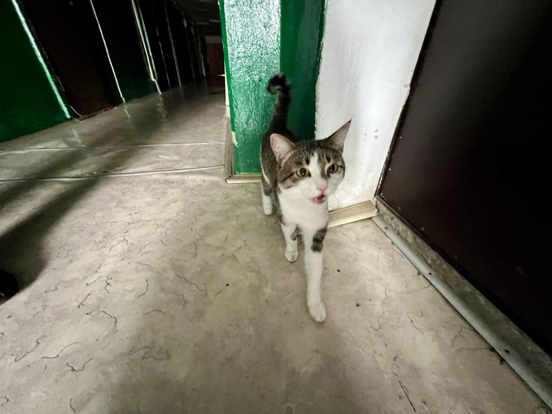 Котенок в коридоре общежития в Петропавловске, где произошло преступление. Фото:©️ Tengrinews.kz / Елена Бережная