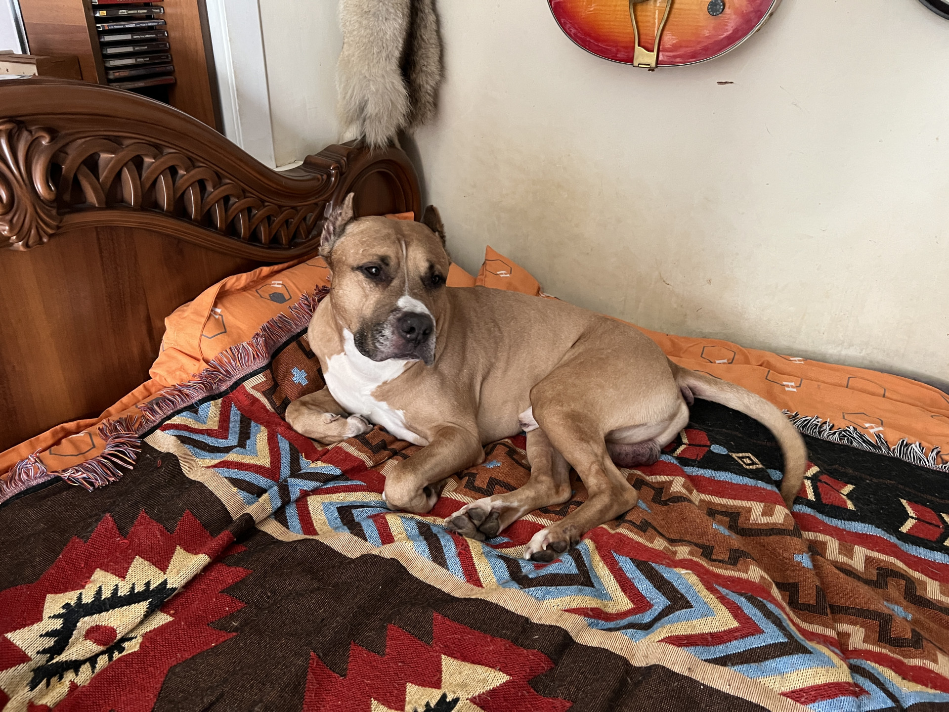 собака на одеяле