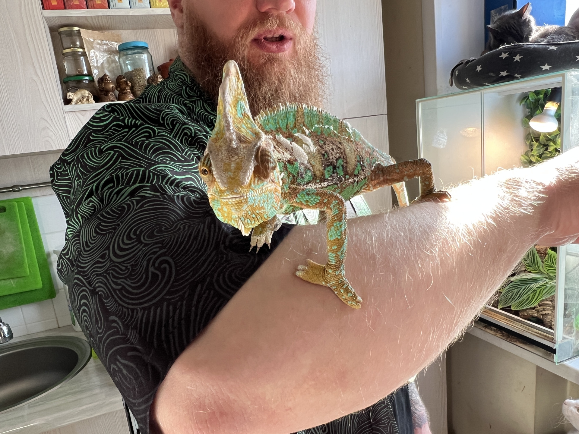 мужчина и хамелеон