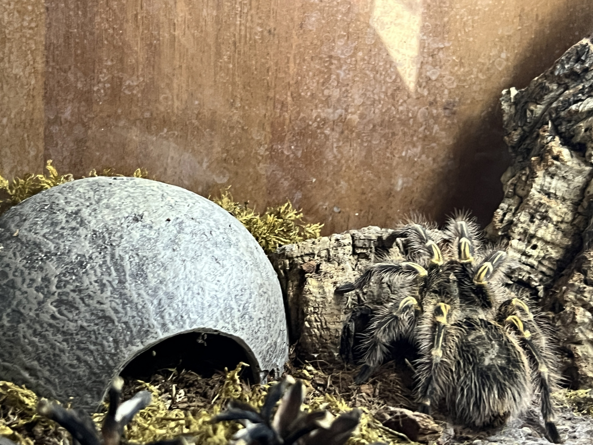 паук птицеяд в квартире