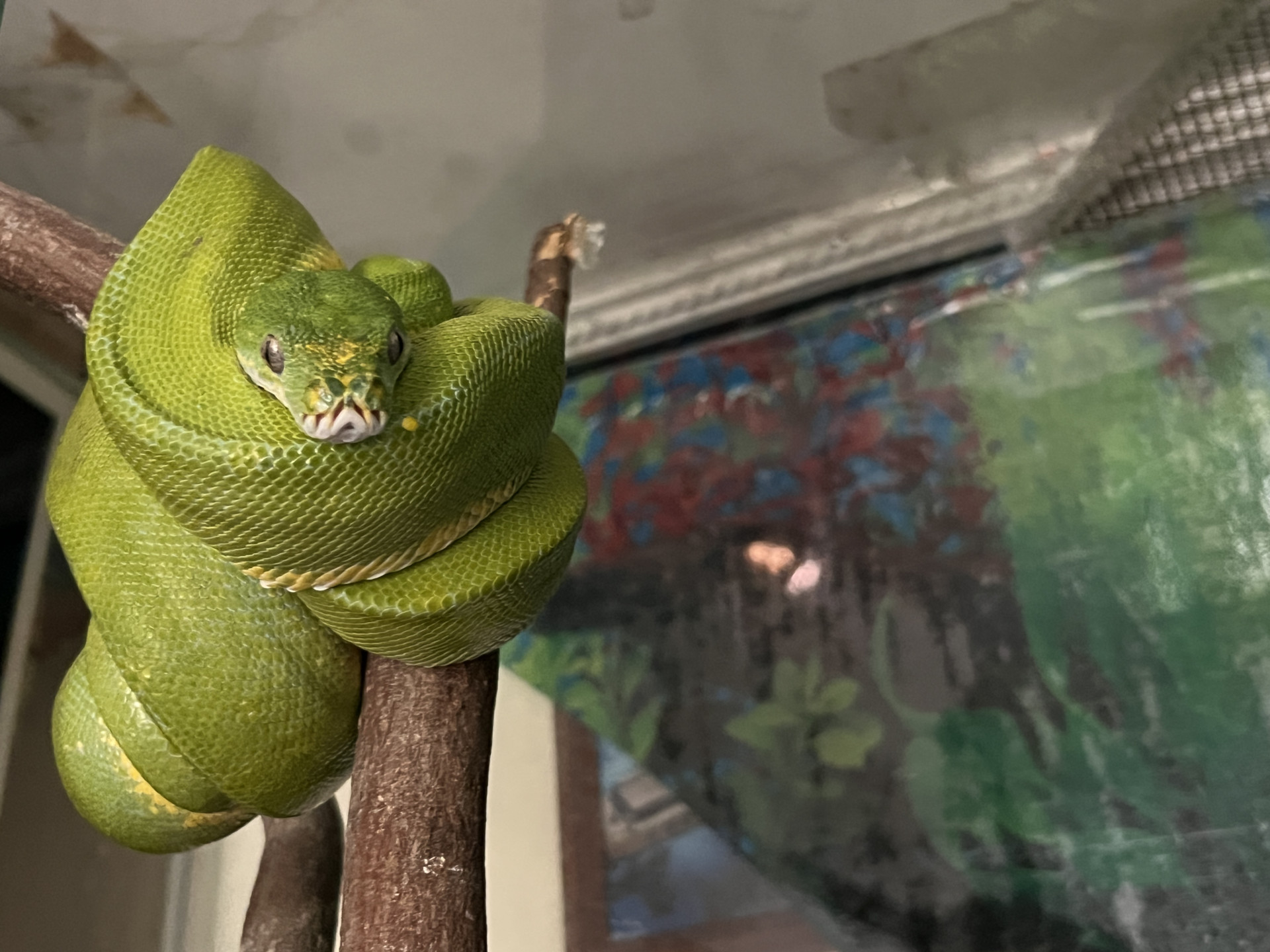 змея в квартире