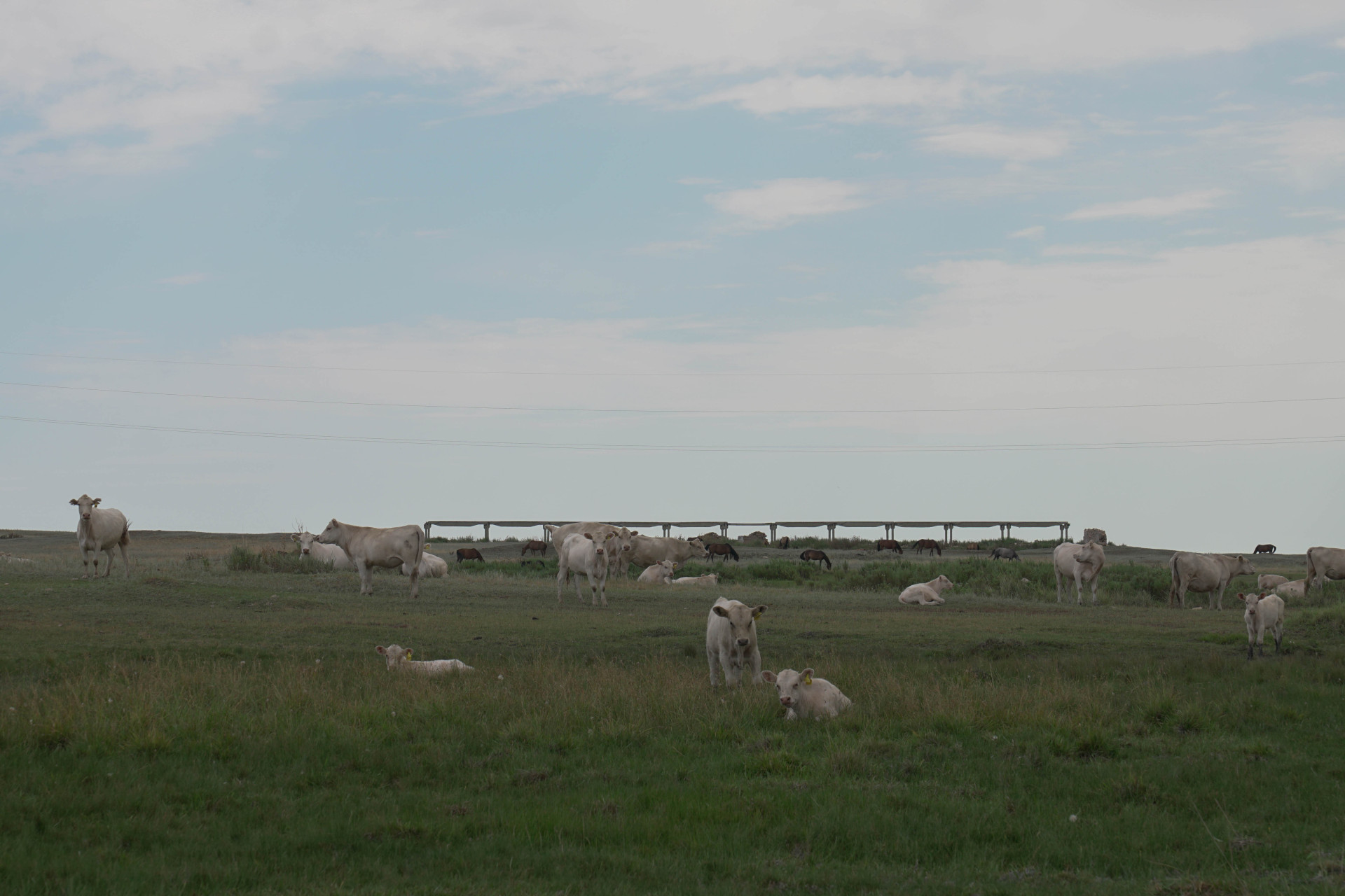 Стадо коров пасется близ упразднённого Акбулака