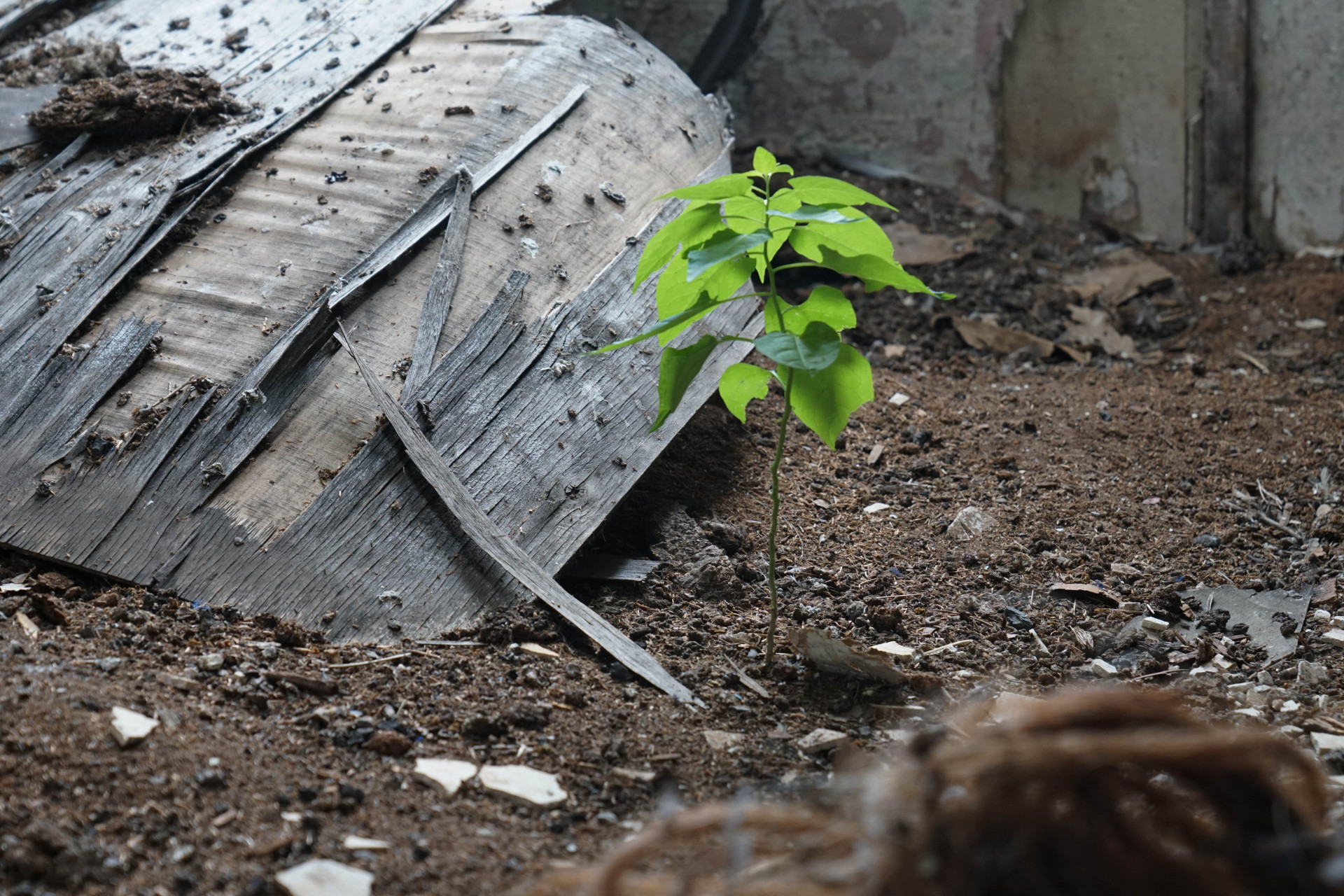 Внутри покинутых строений пока осторожно, но уже пробиваются растения, Акбулак