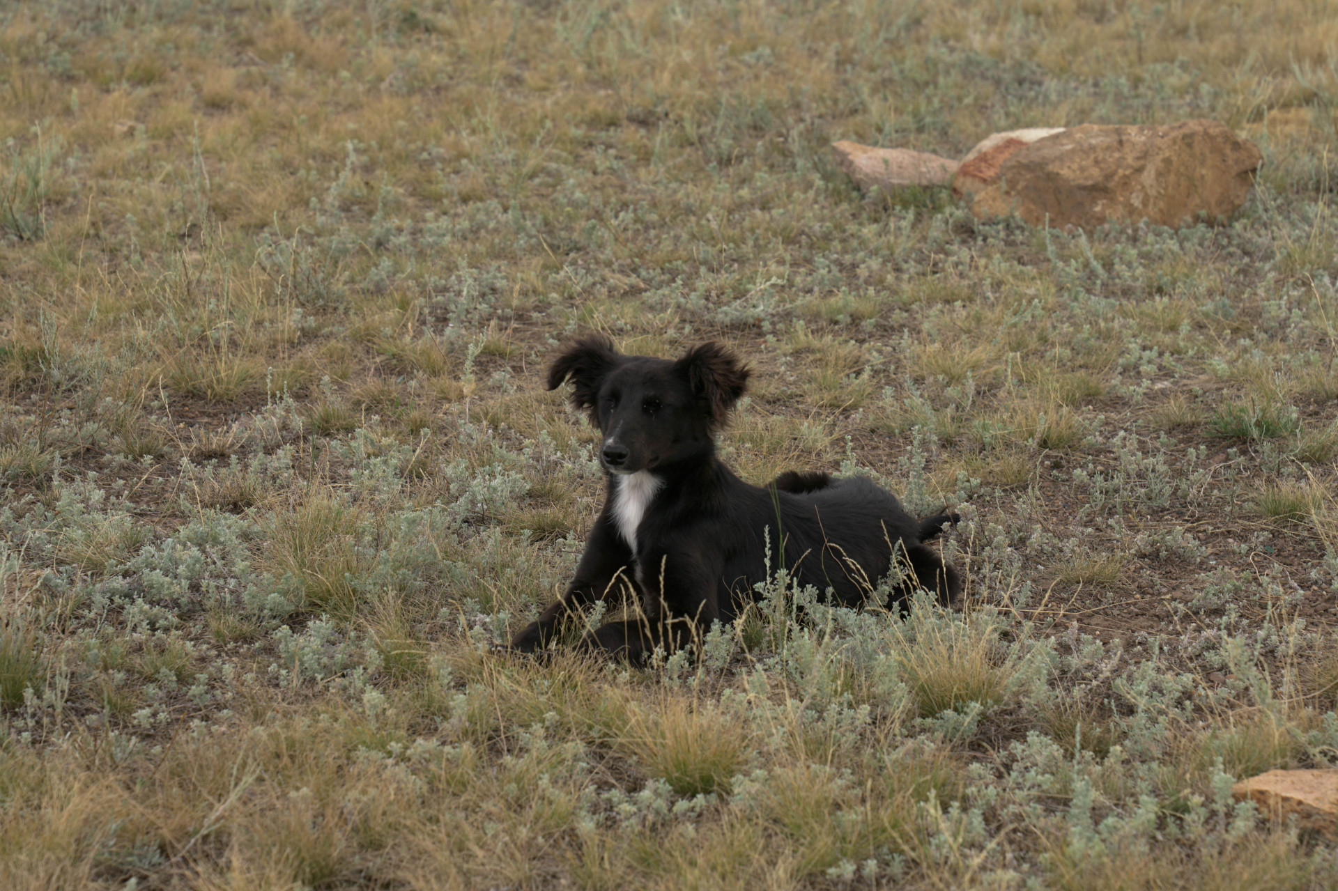 Собака пастуха Бауыржана