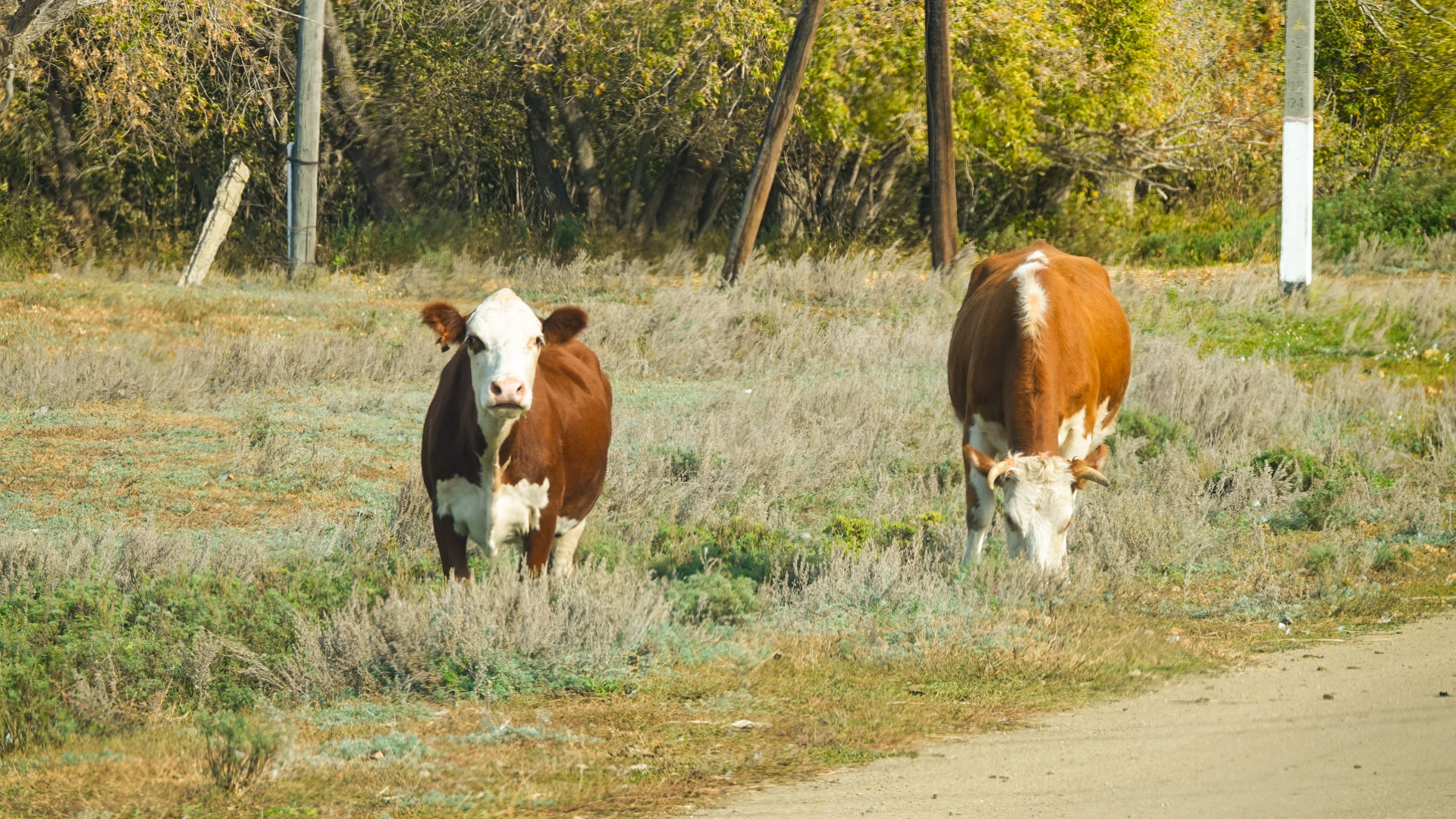 Коровы в деревне