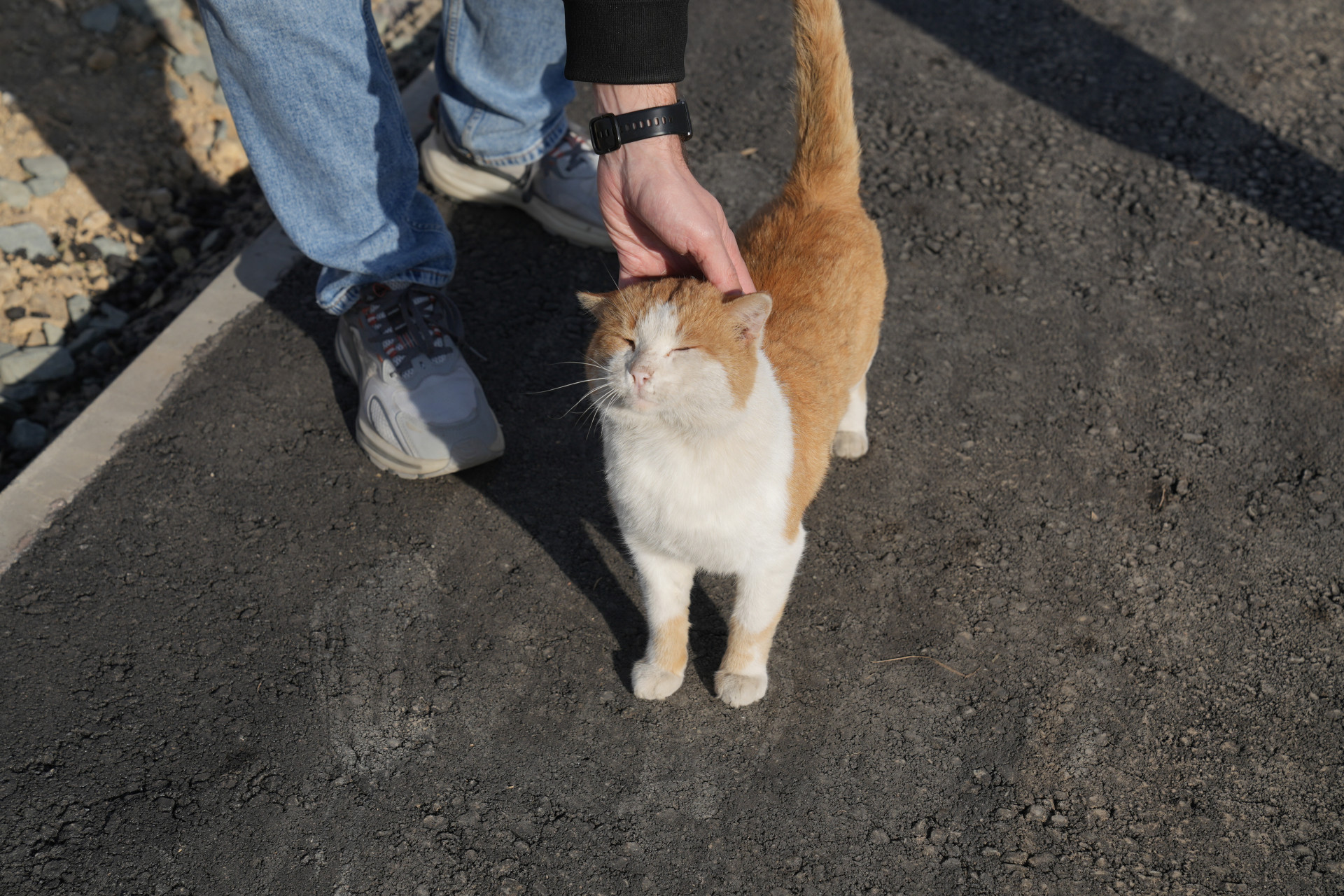 Рыжий кот в районе Кирпичного, Астана. Фото: ©️ Tengrinews.kz / Маржан Куандыкова