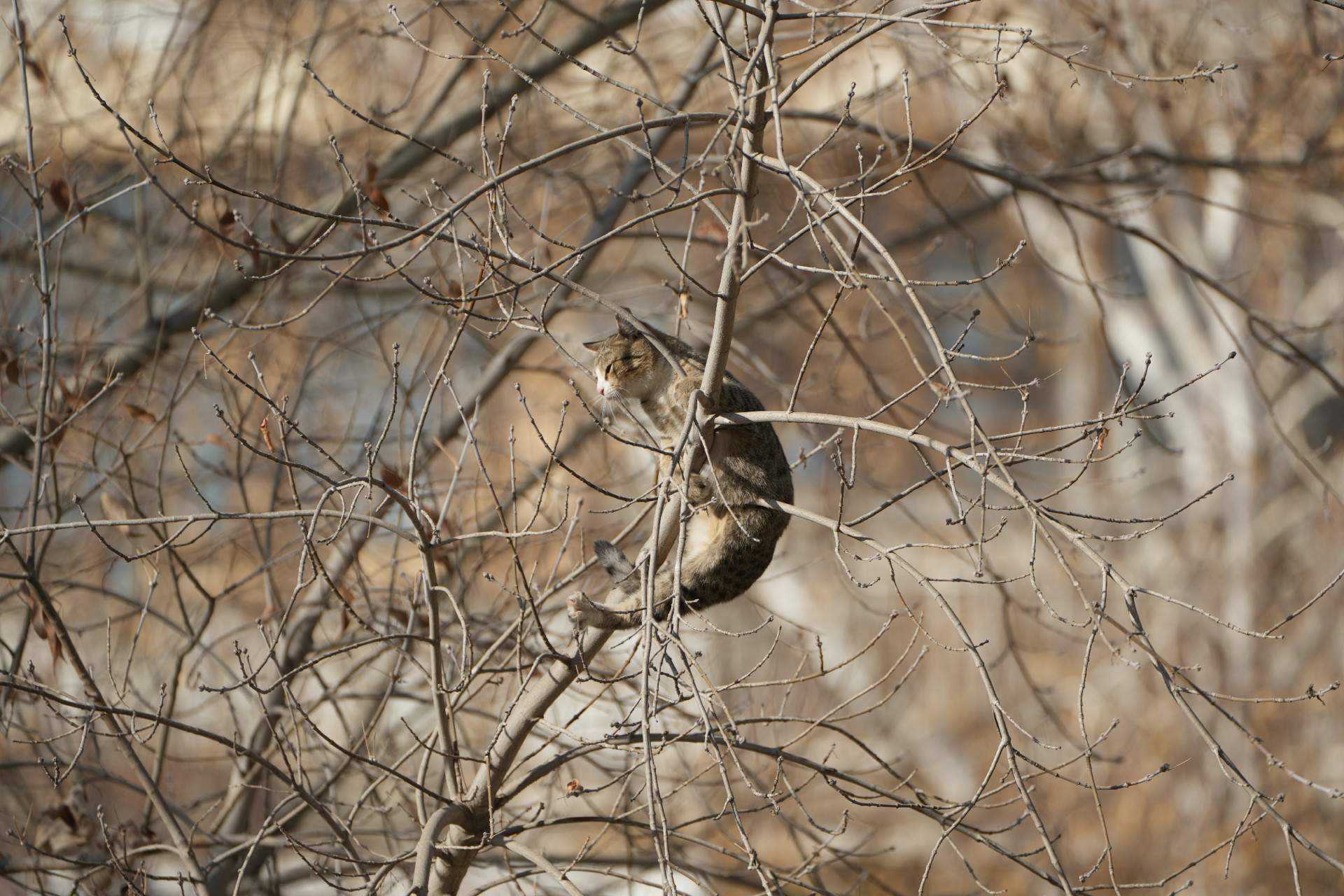 Котёнок застрял на дереве. Кирпичный, Астана