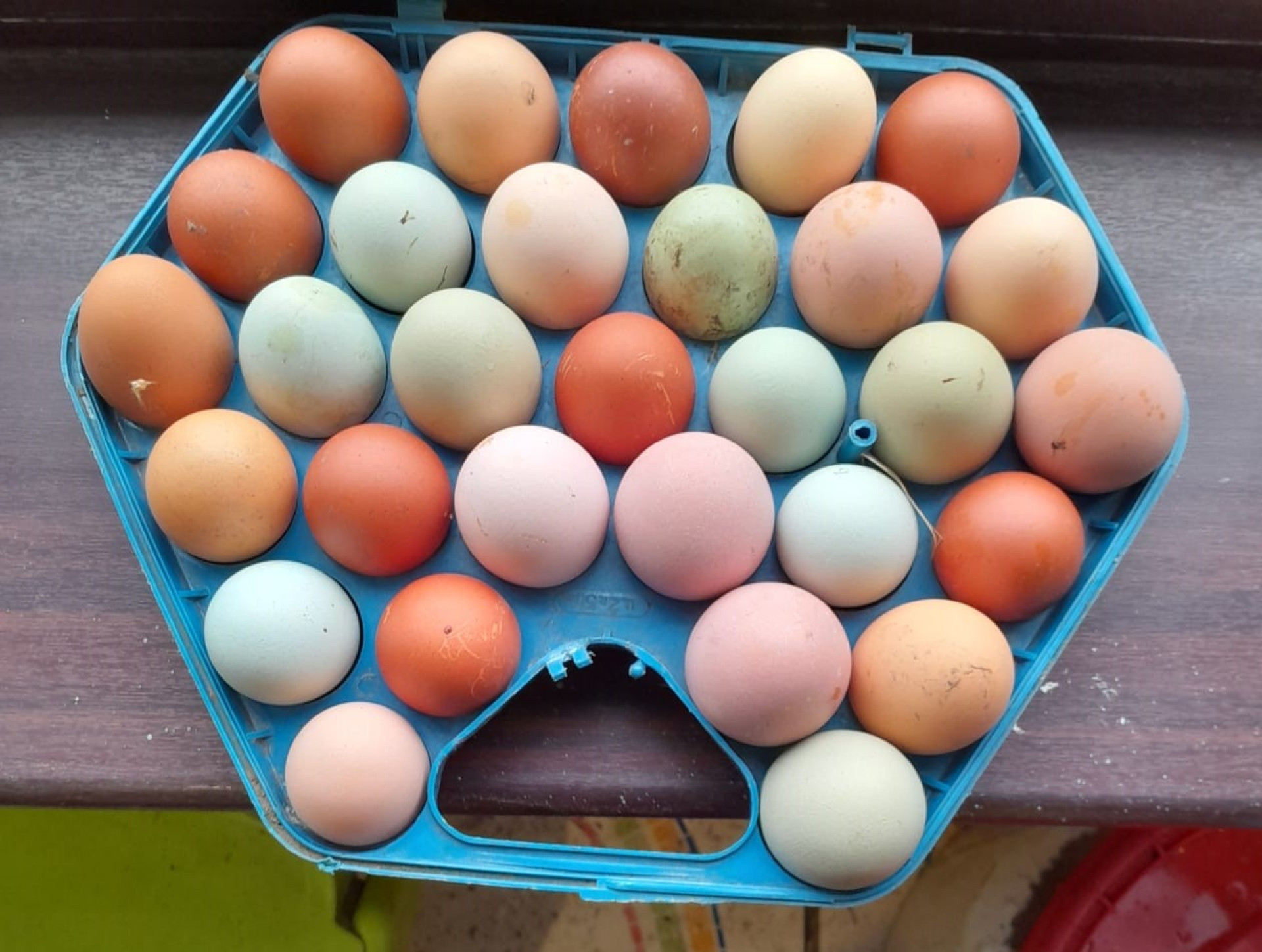 Породистые курицы - разноцветные яйца