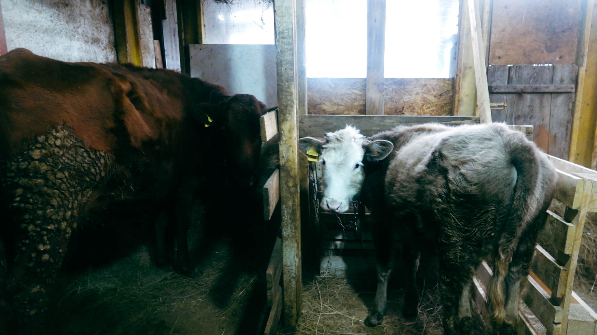 Красуля и Белка