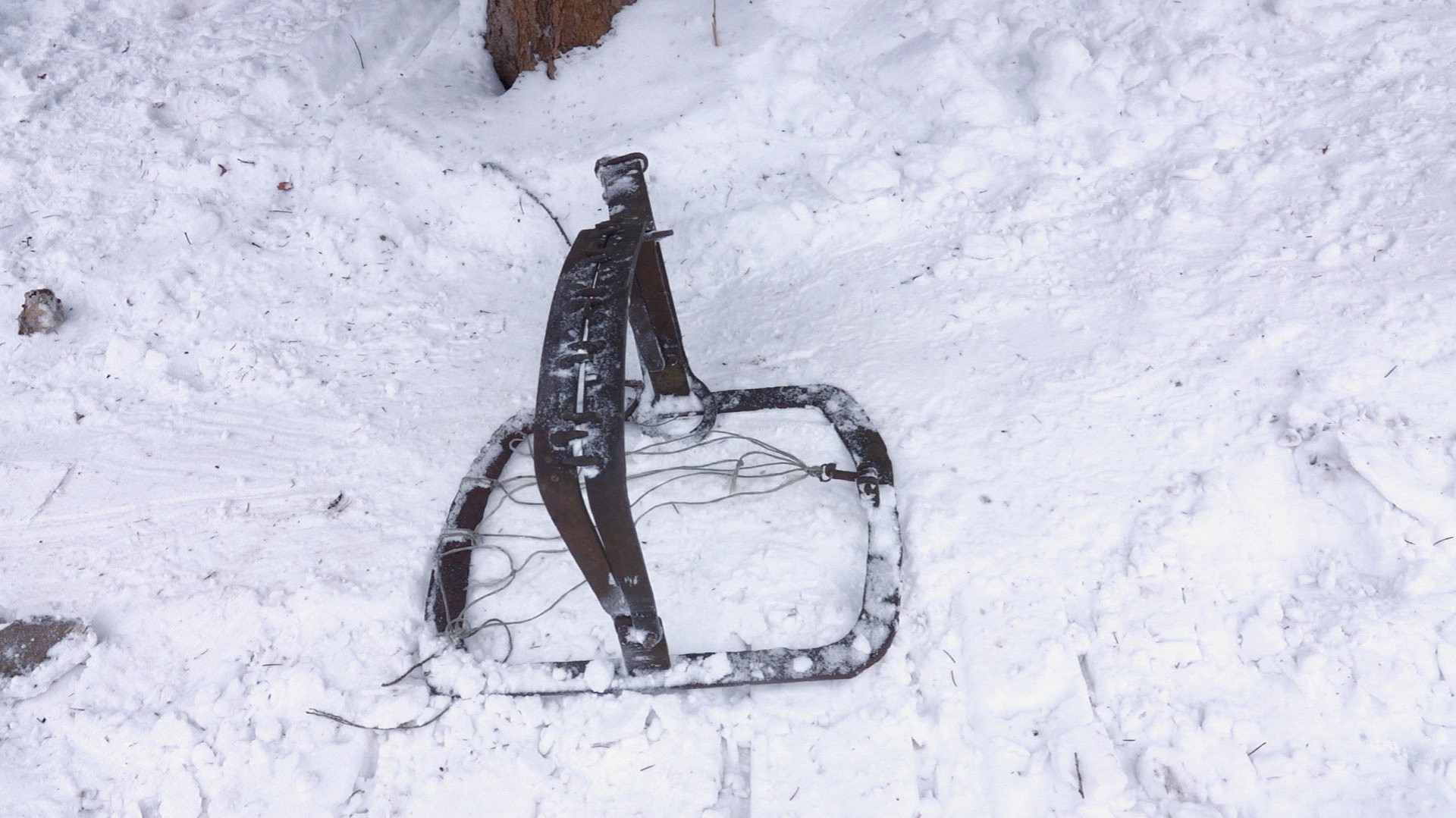 Медвежий капкан