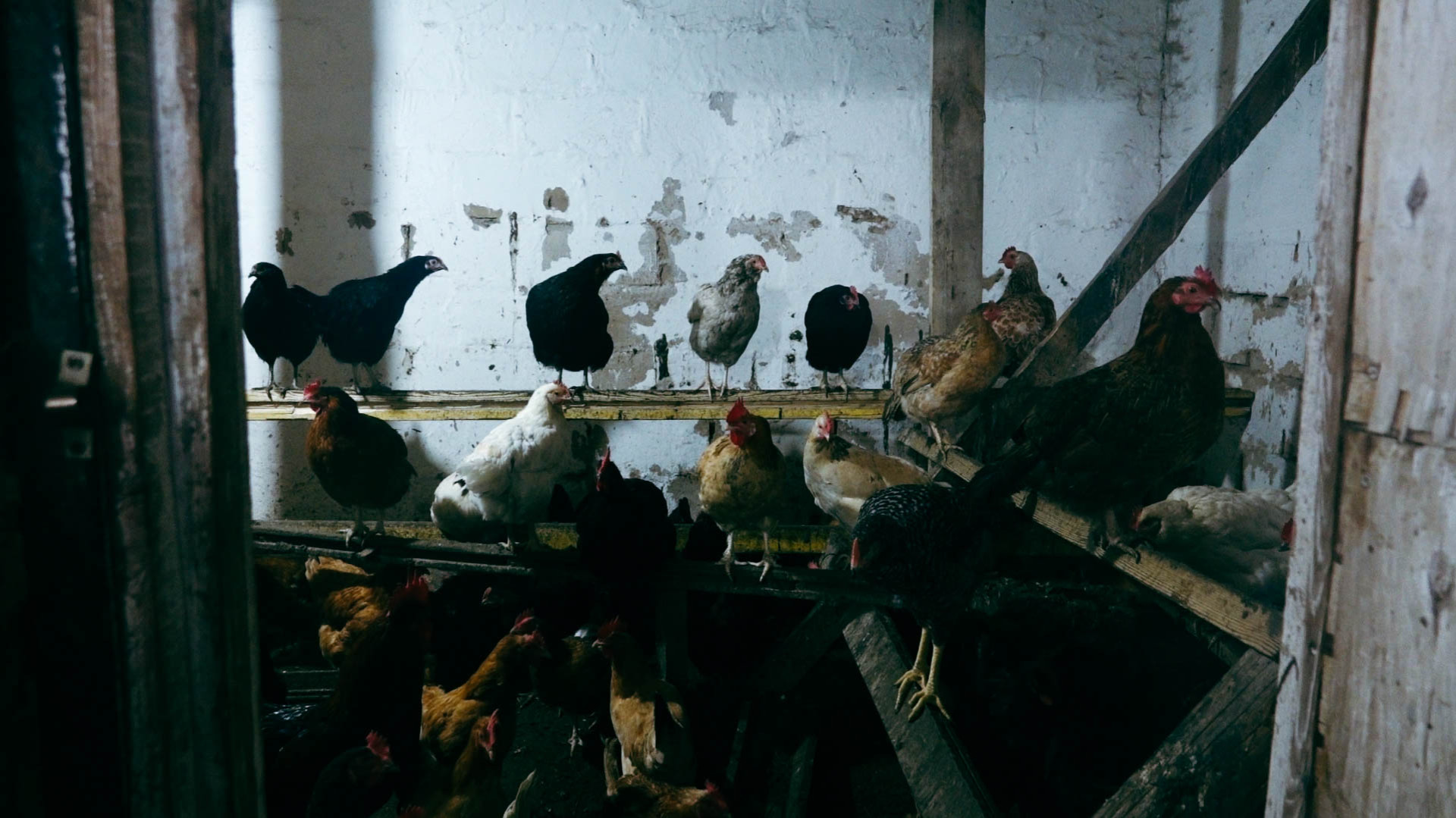 Породистые курицы в Коянды