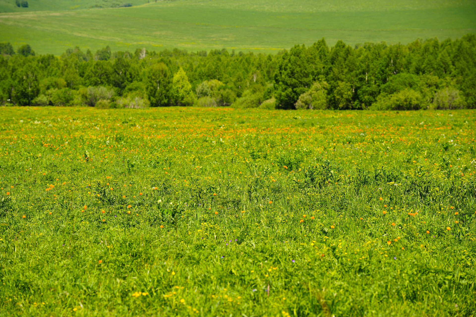 Поляна, усеянная купальницей алтайской (цветок жарки)