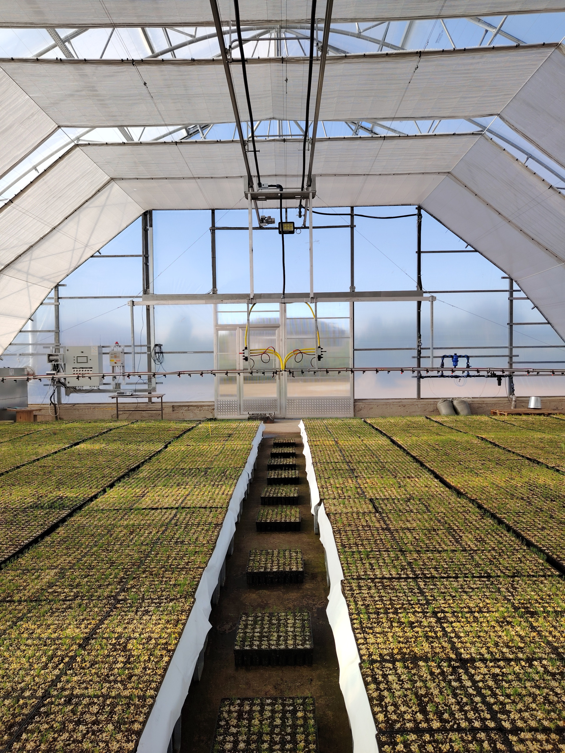 технология ЗКС (закрытая корневая система)