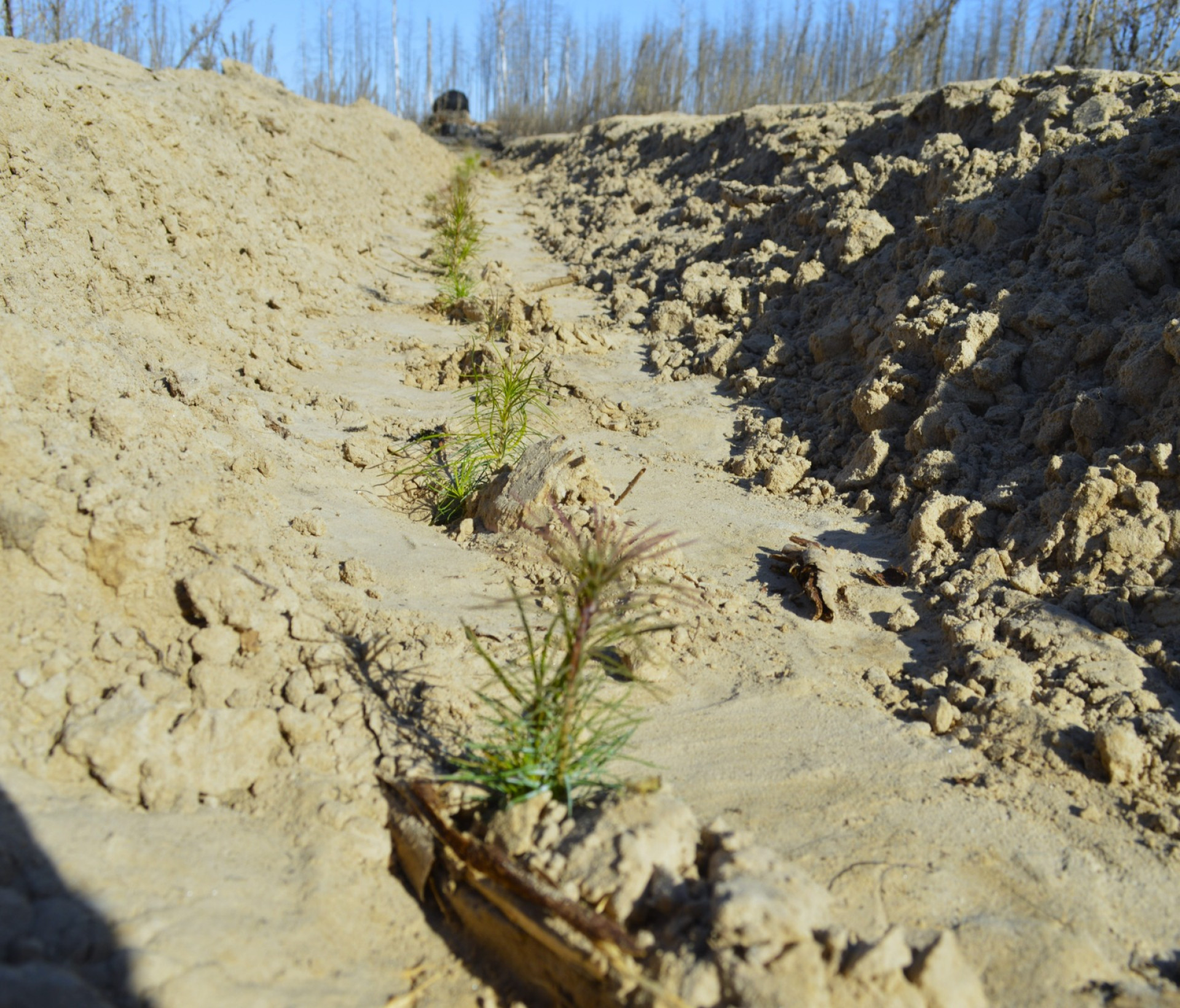 Миллион саженцев в год в Казахстане