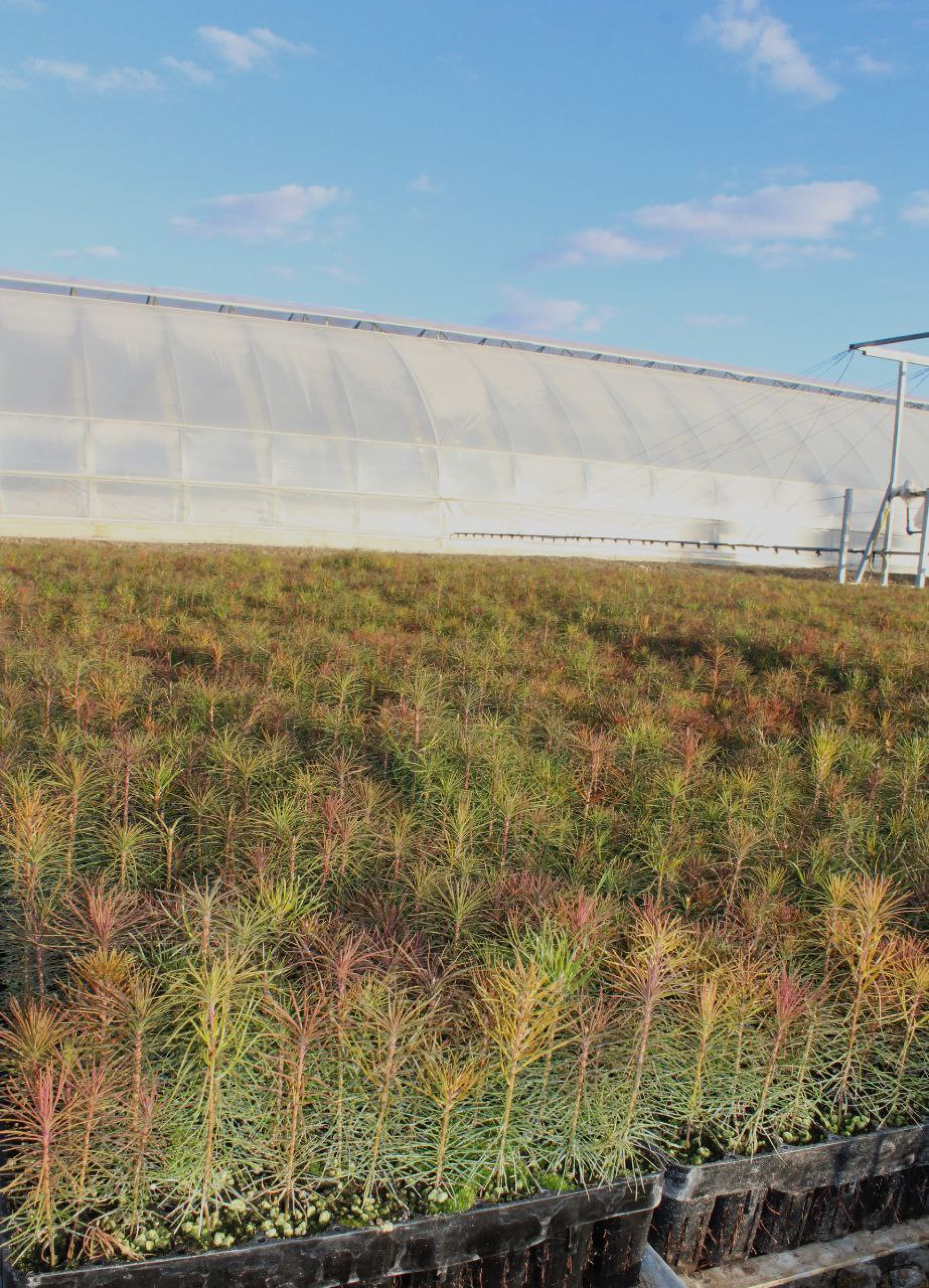 Технология из Щучинска