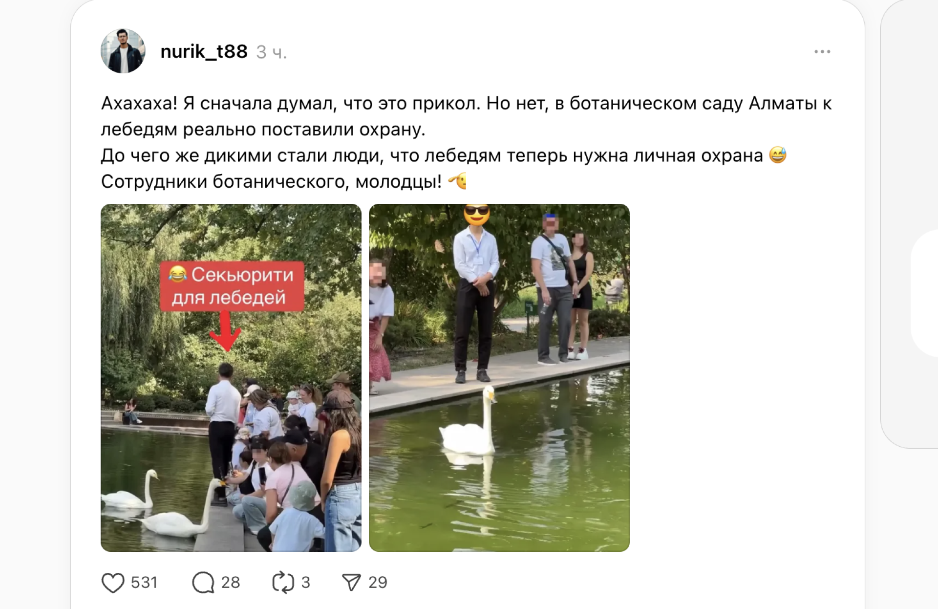 Фотографии "личного охранника" лебедей в Алматы