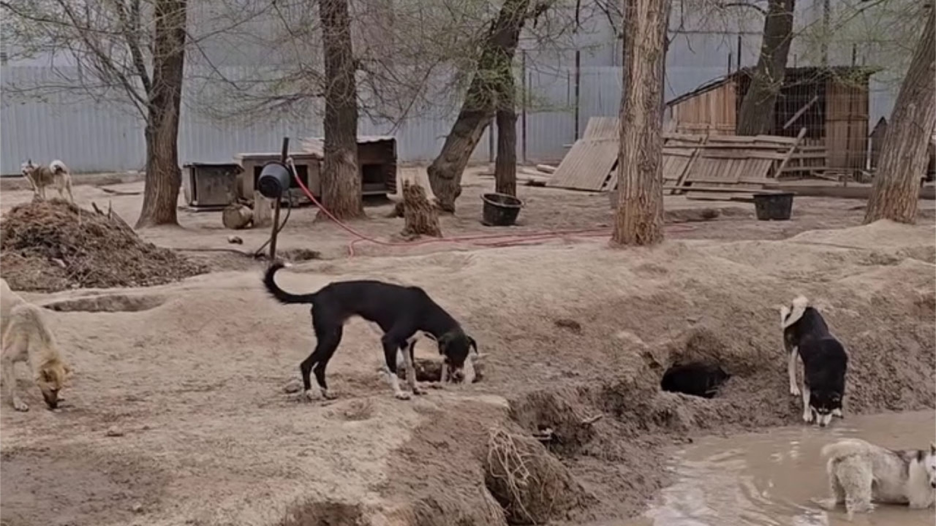 приют для животных