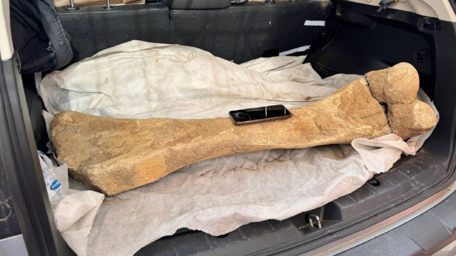 кость мамонта