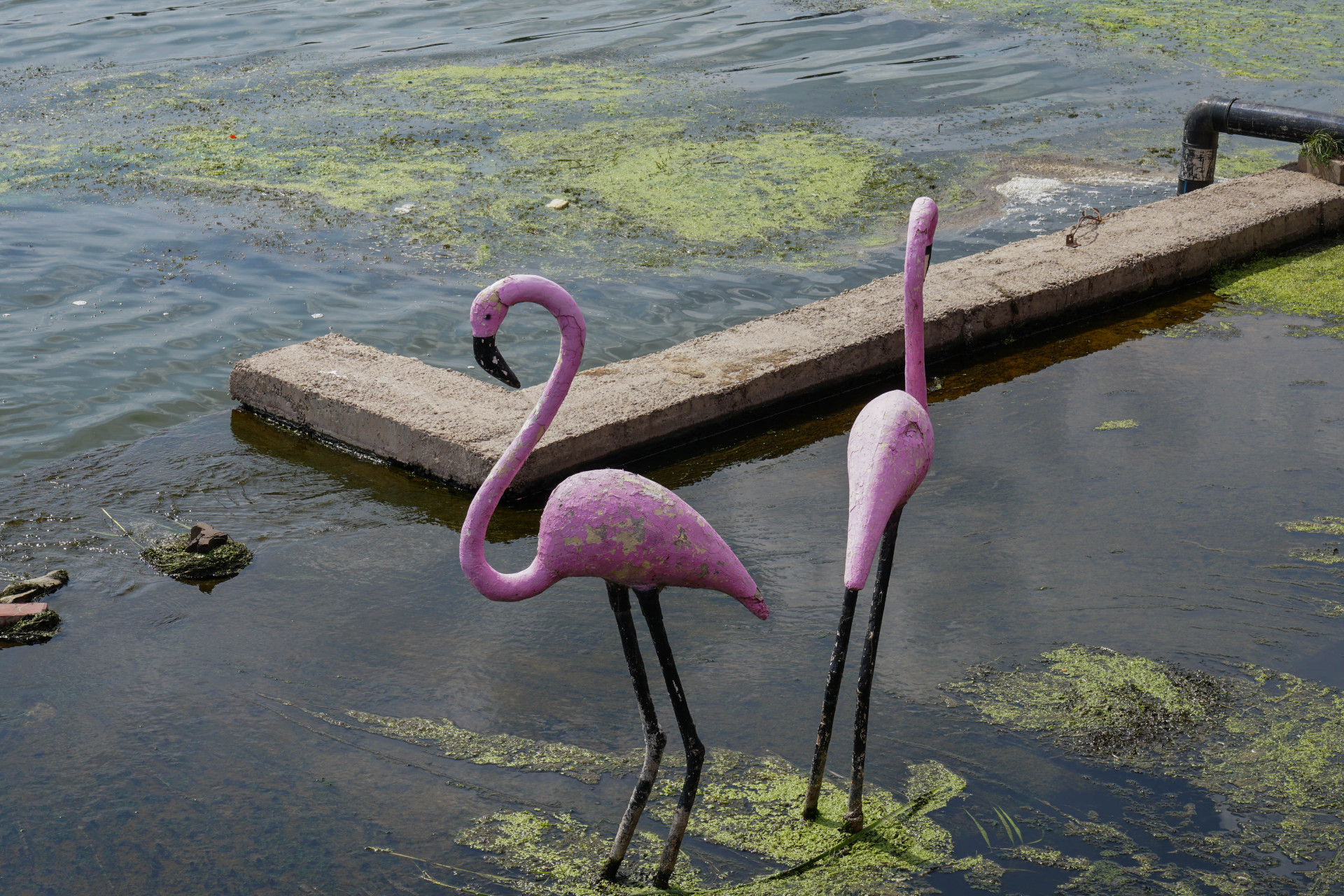 Два искусственных фламинго в реке Сарыбулак, Астана