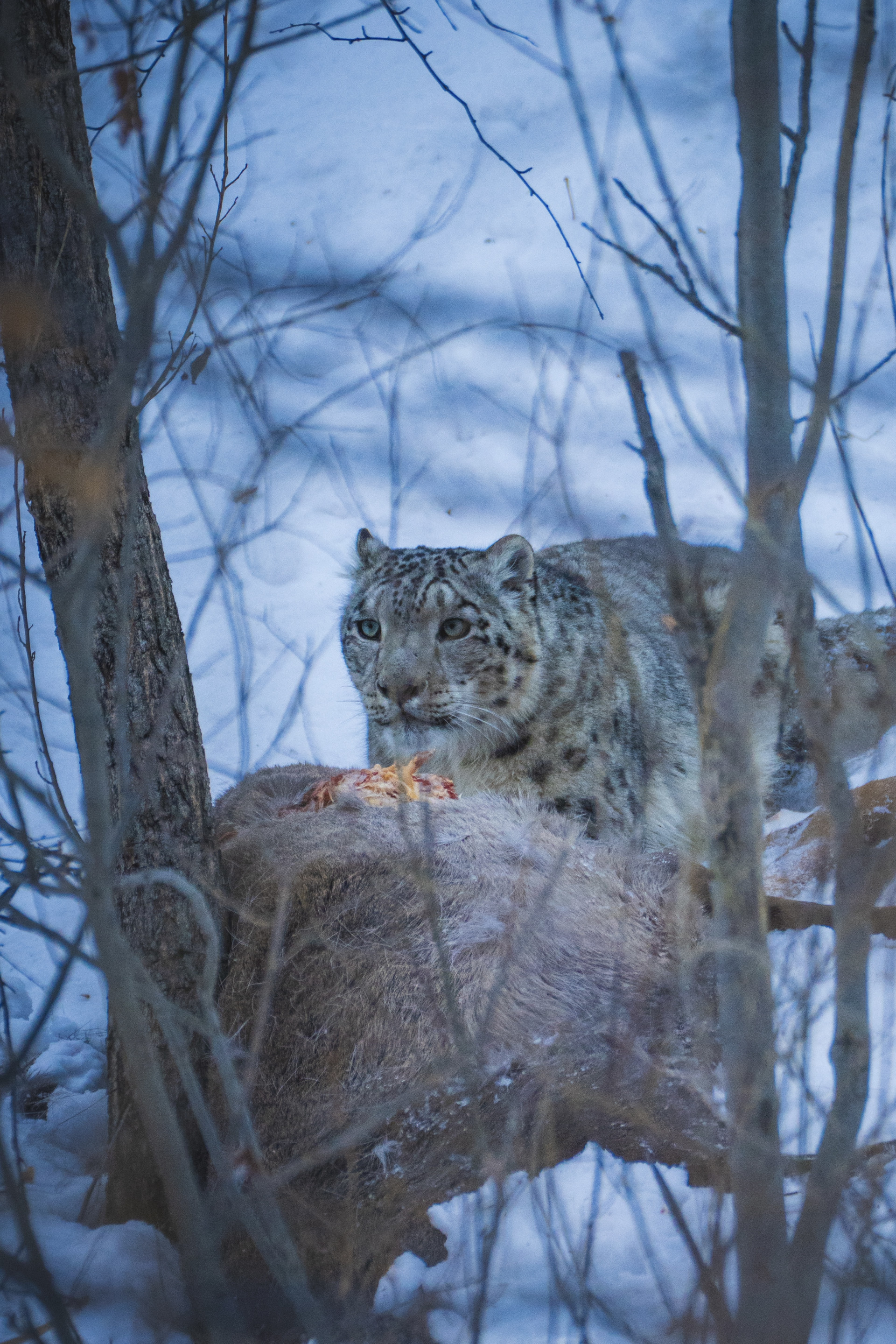 снежные барсы в Алматы