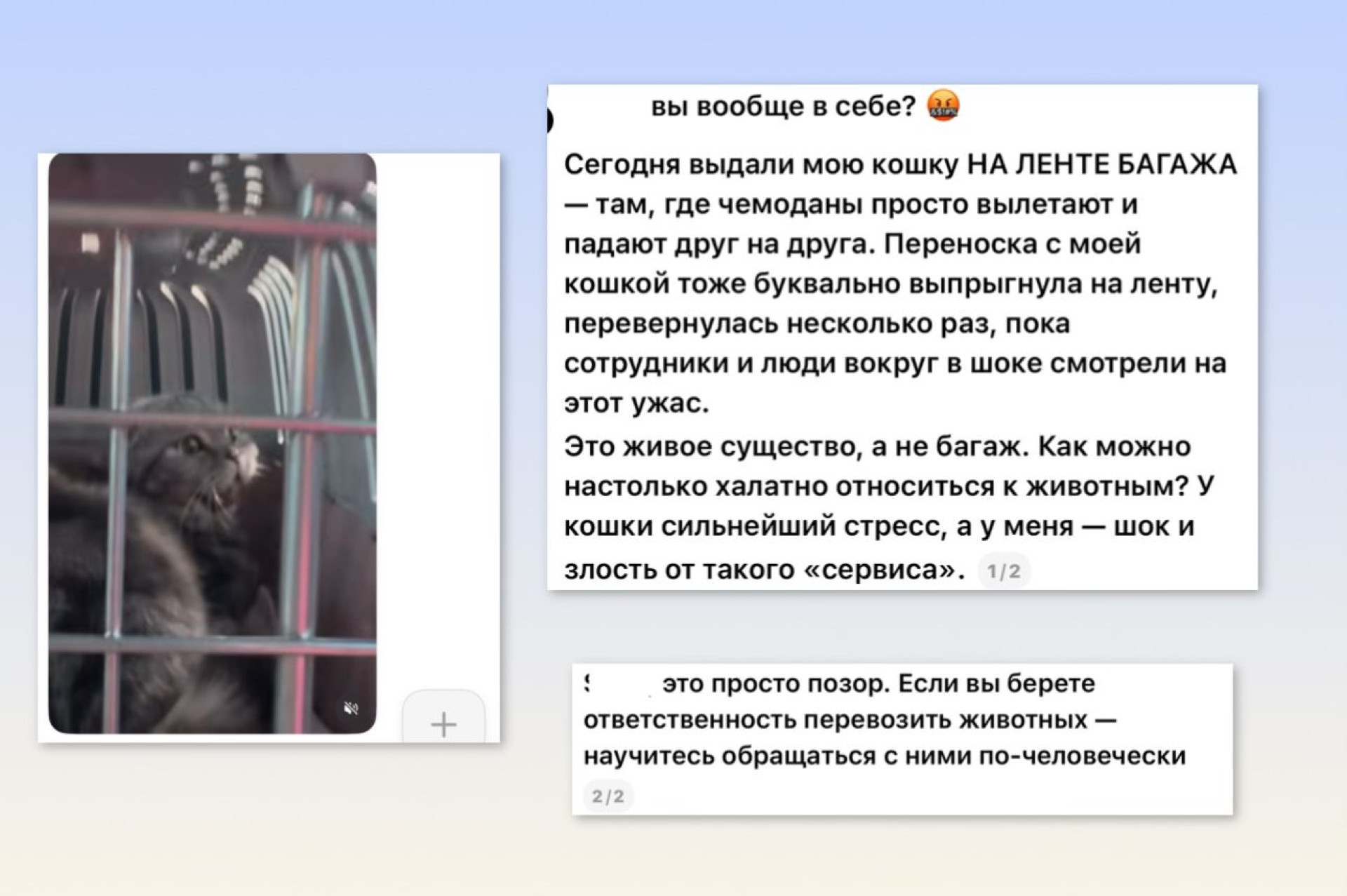 кошка чемодан Алматы