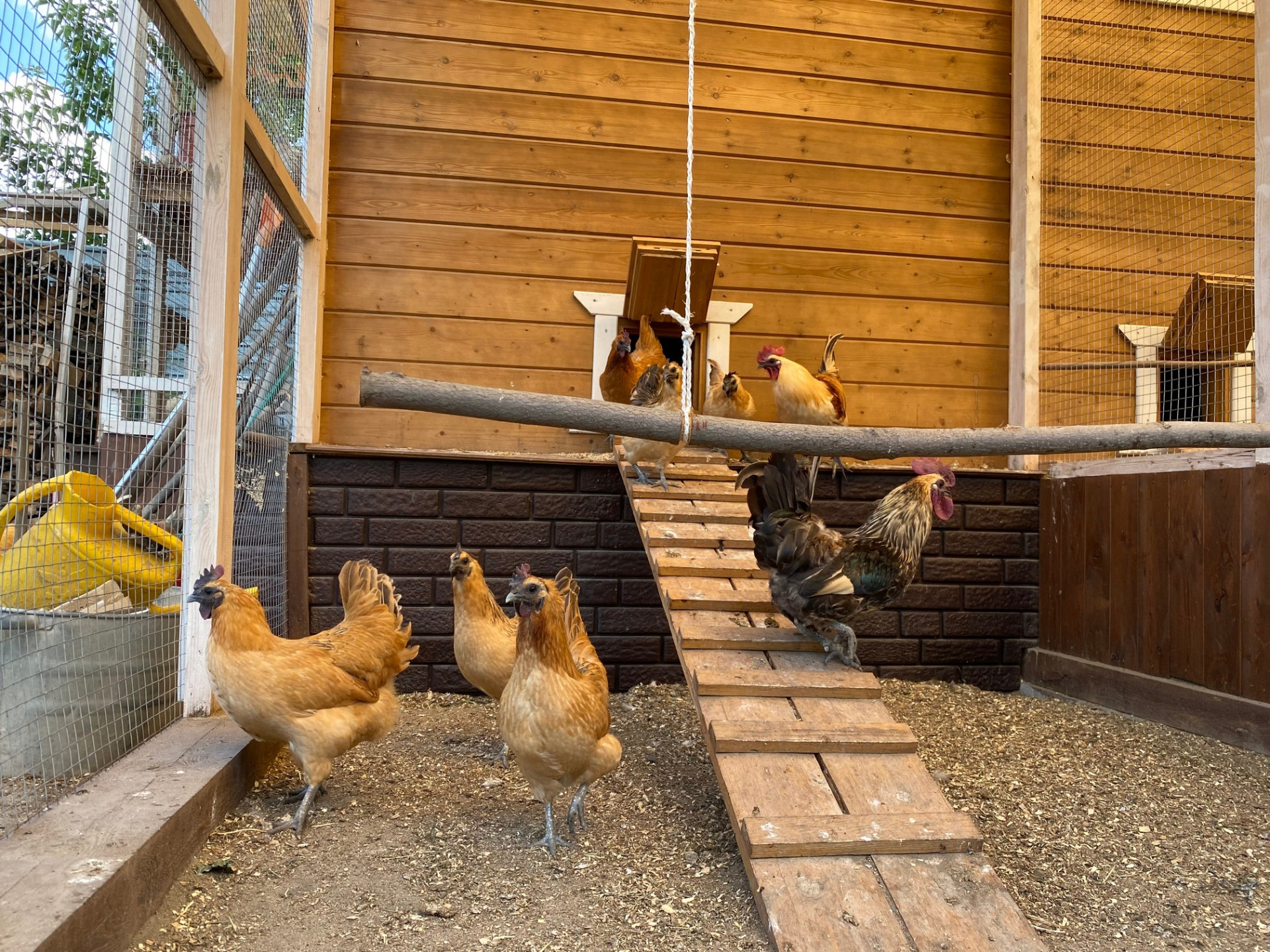 Куры лакеданзи. Фото: ©️ Tengrinews.kz / Елена Бережная