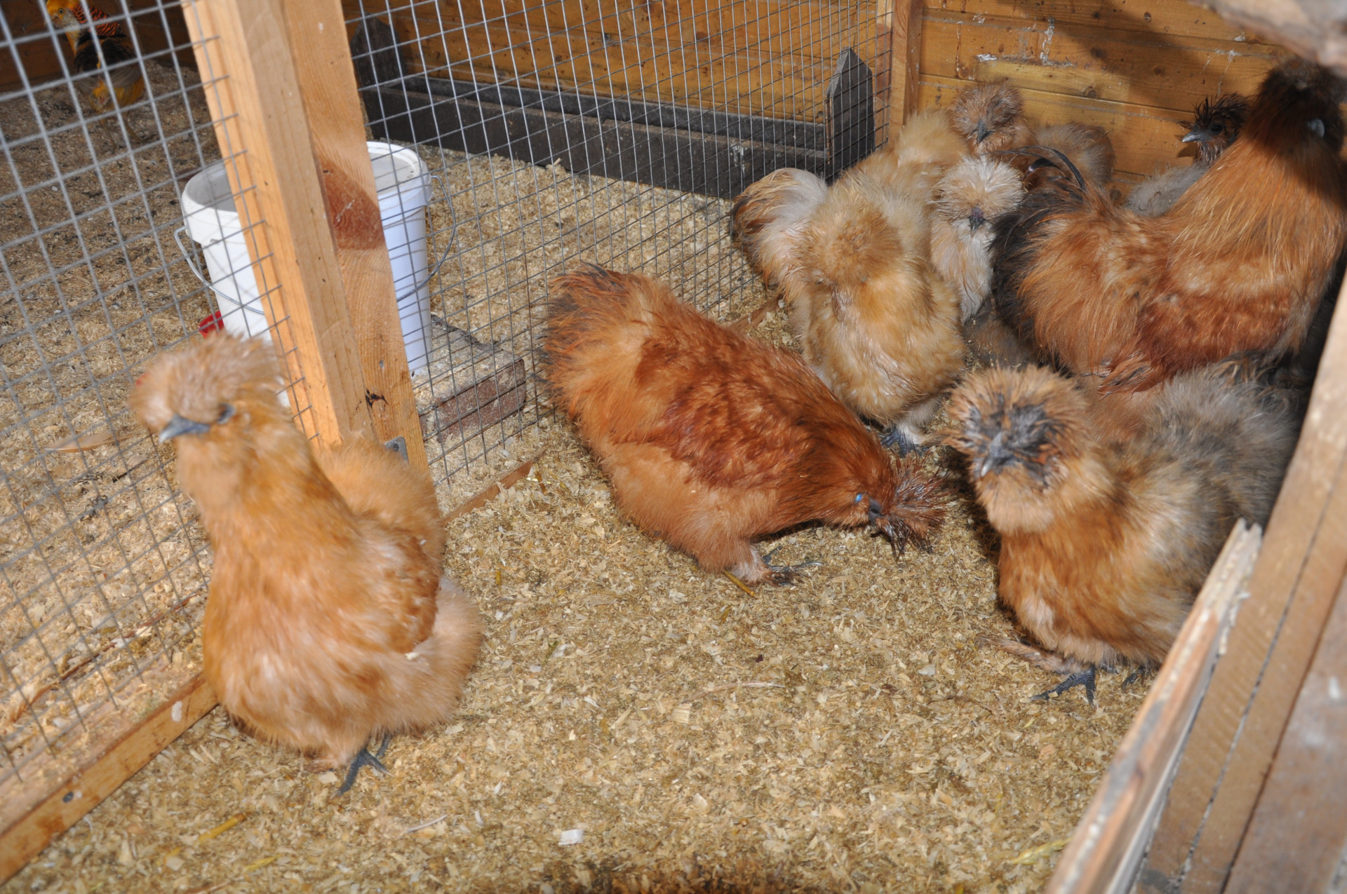 Шёлковые куры. Фото: ©️ Tengrinews.kz / Елена Бережная