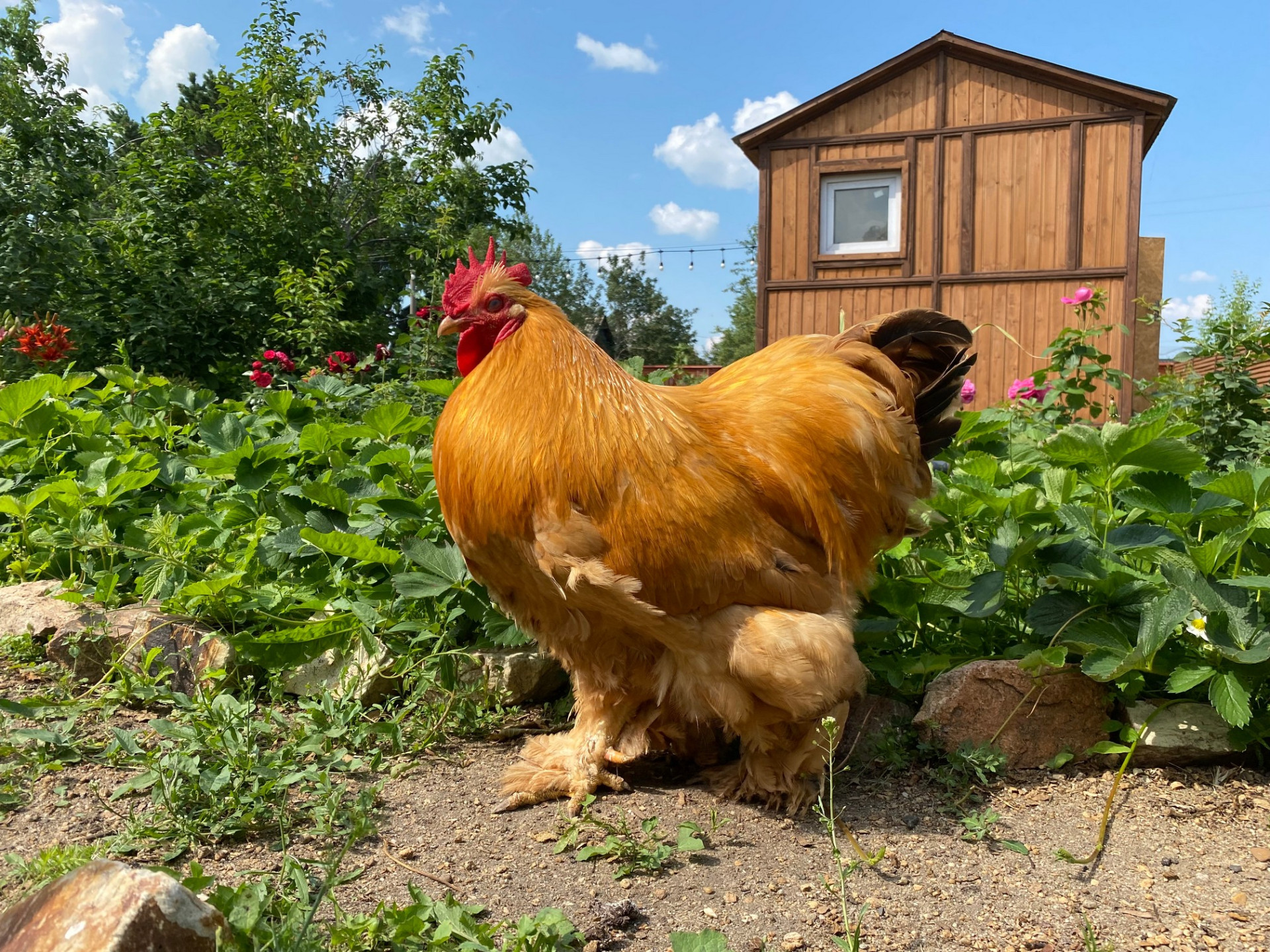 Петух на даче Ирины Фишбух
