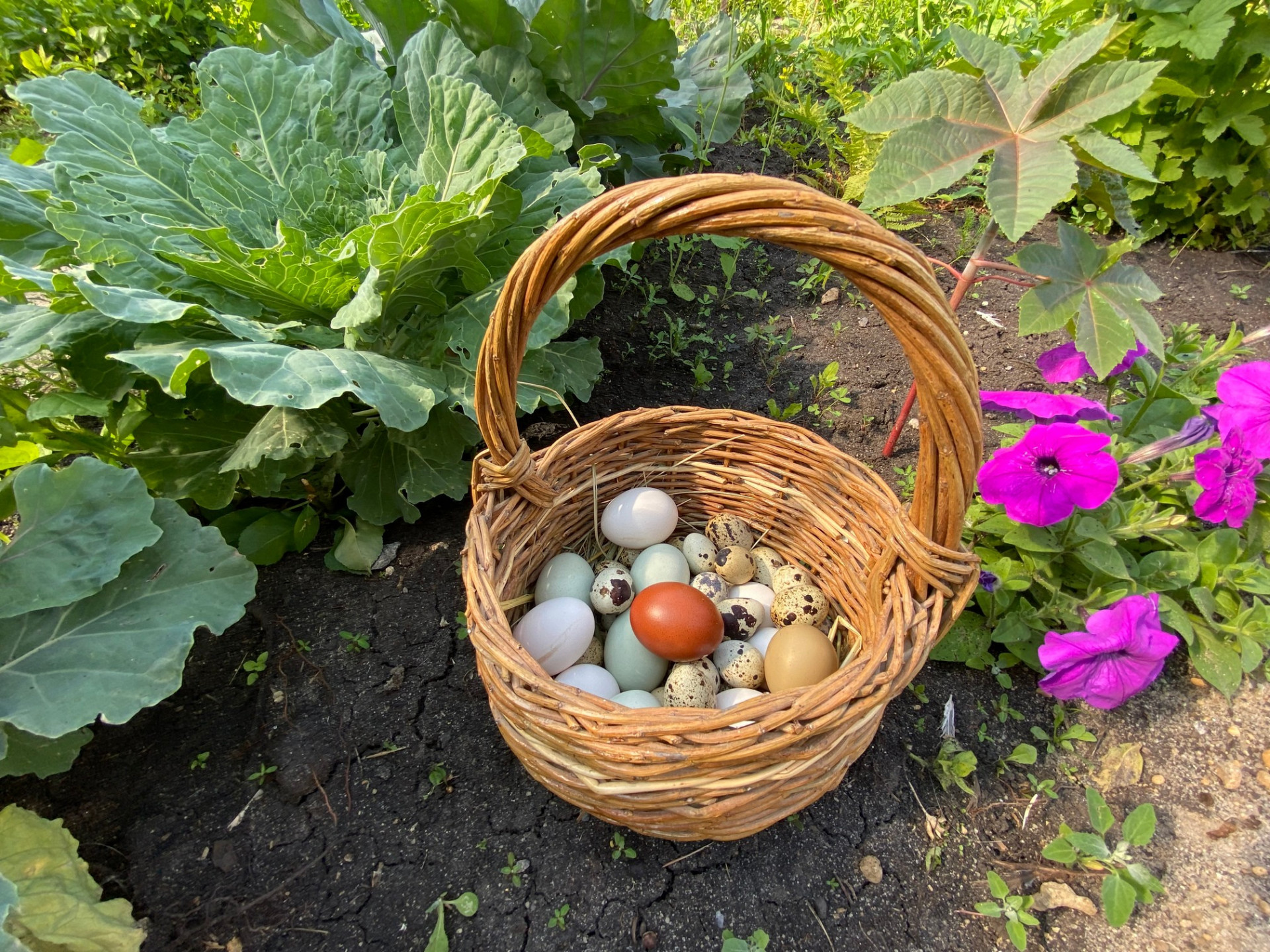 Яйца в корзинке, участок Ирины Фишбух
