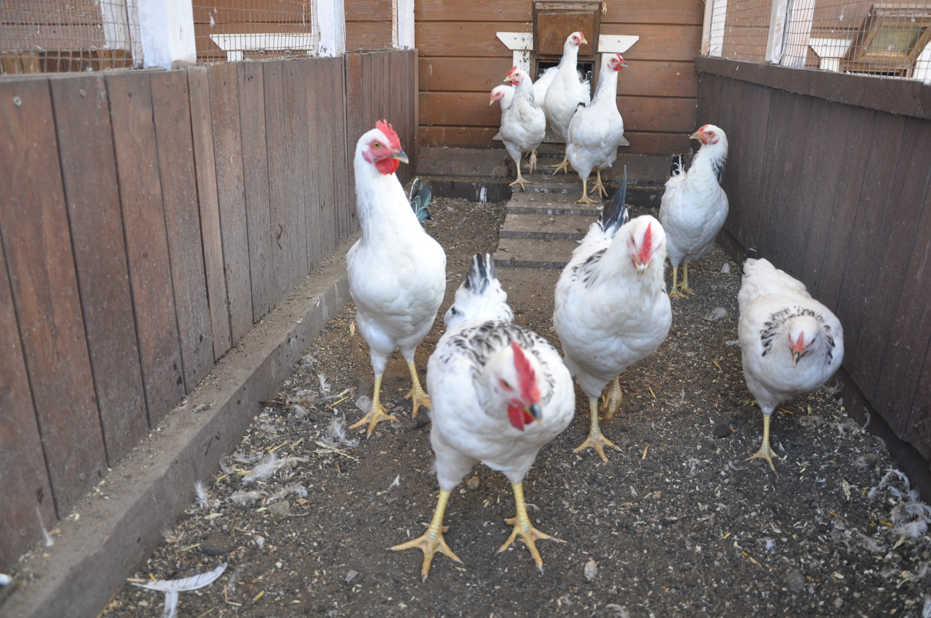 Куры в птичнике Ирины Фишбух