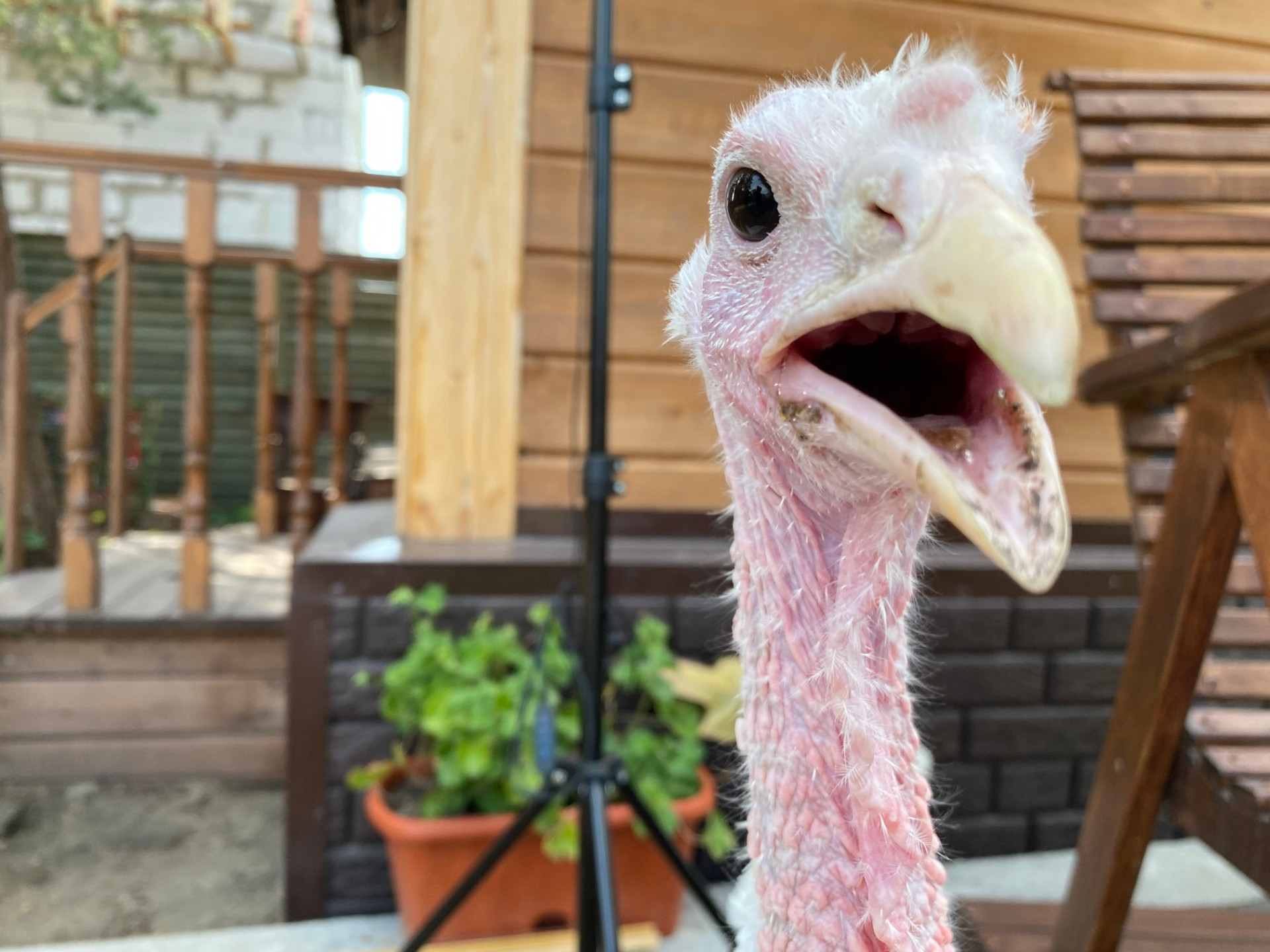 Индюшонок на даче Ирины Фишбух. Фото из личного архива героини