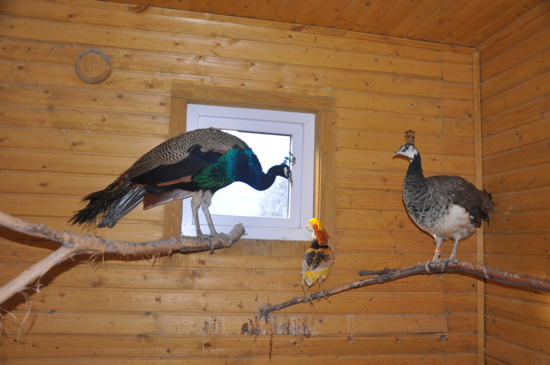 Павлины и фазаны в птичнике Ирины Фишбух 