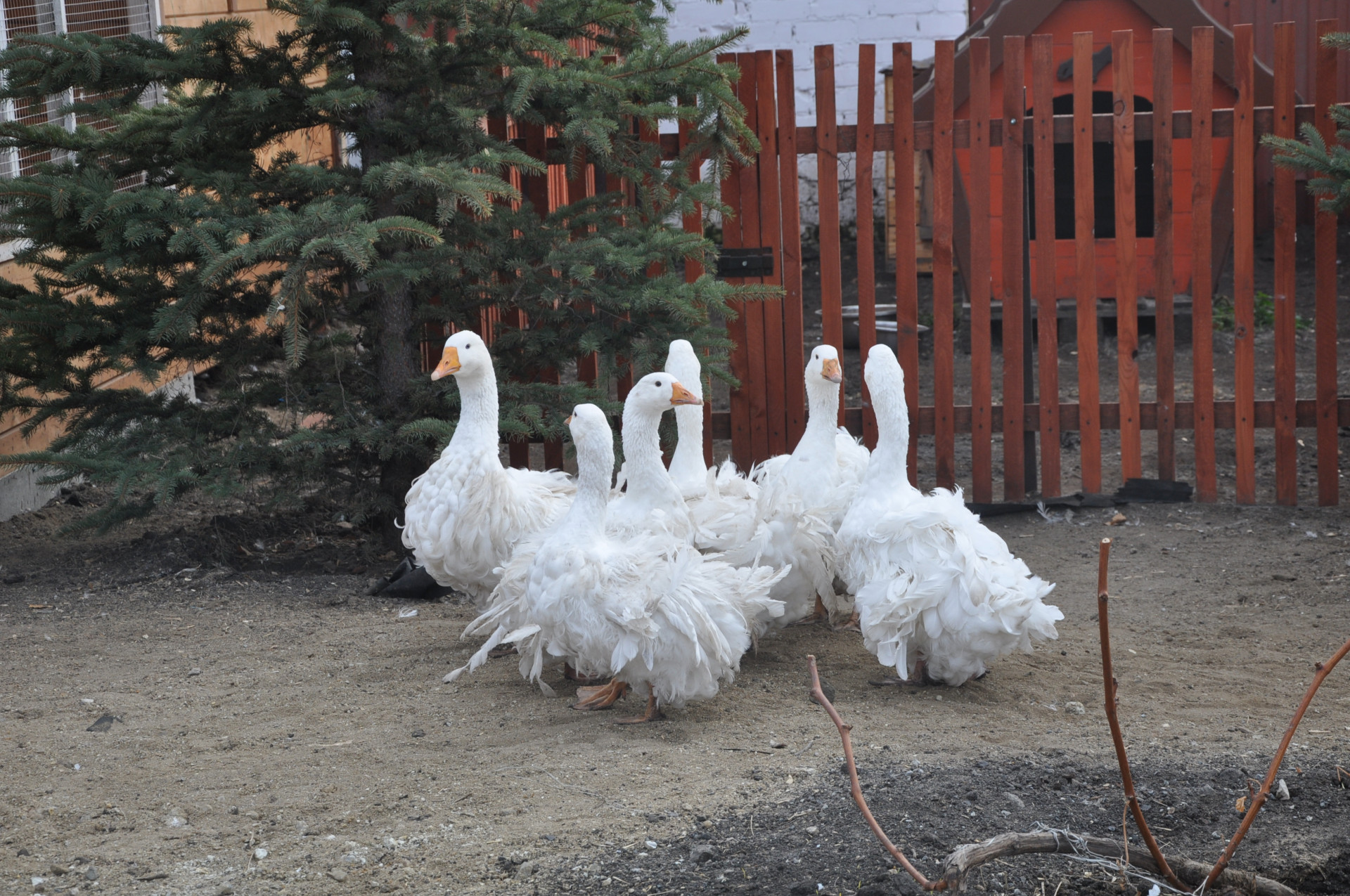 Ленточные гуси в птичнике Ирины Фишбух