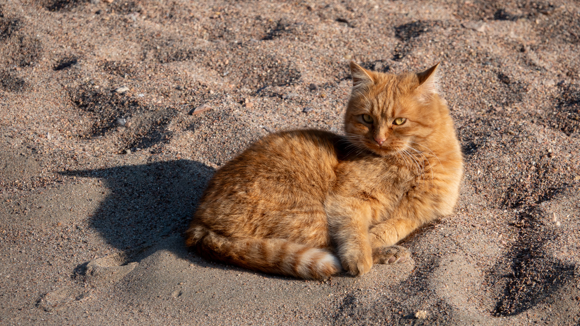 кошка рыжая 