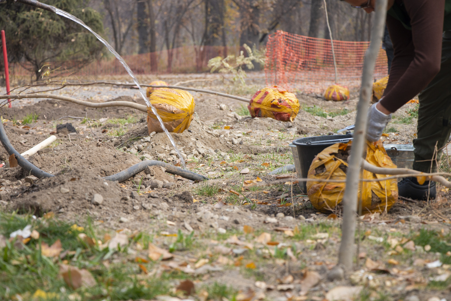 Саженцы от акимата в роще Баума в Алматы