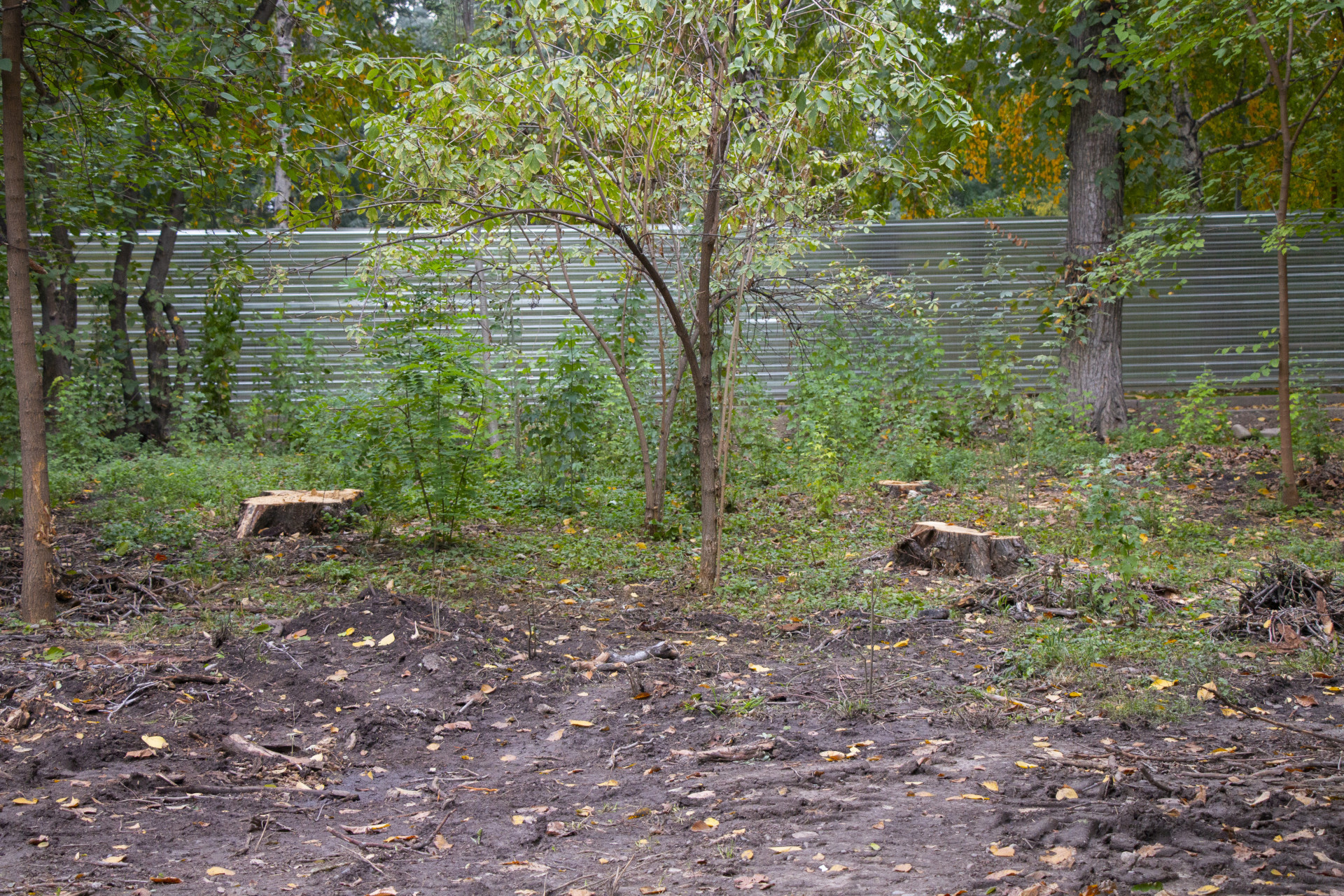 Вырубленные деревья в роще Баума 26 сентября 2025 года