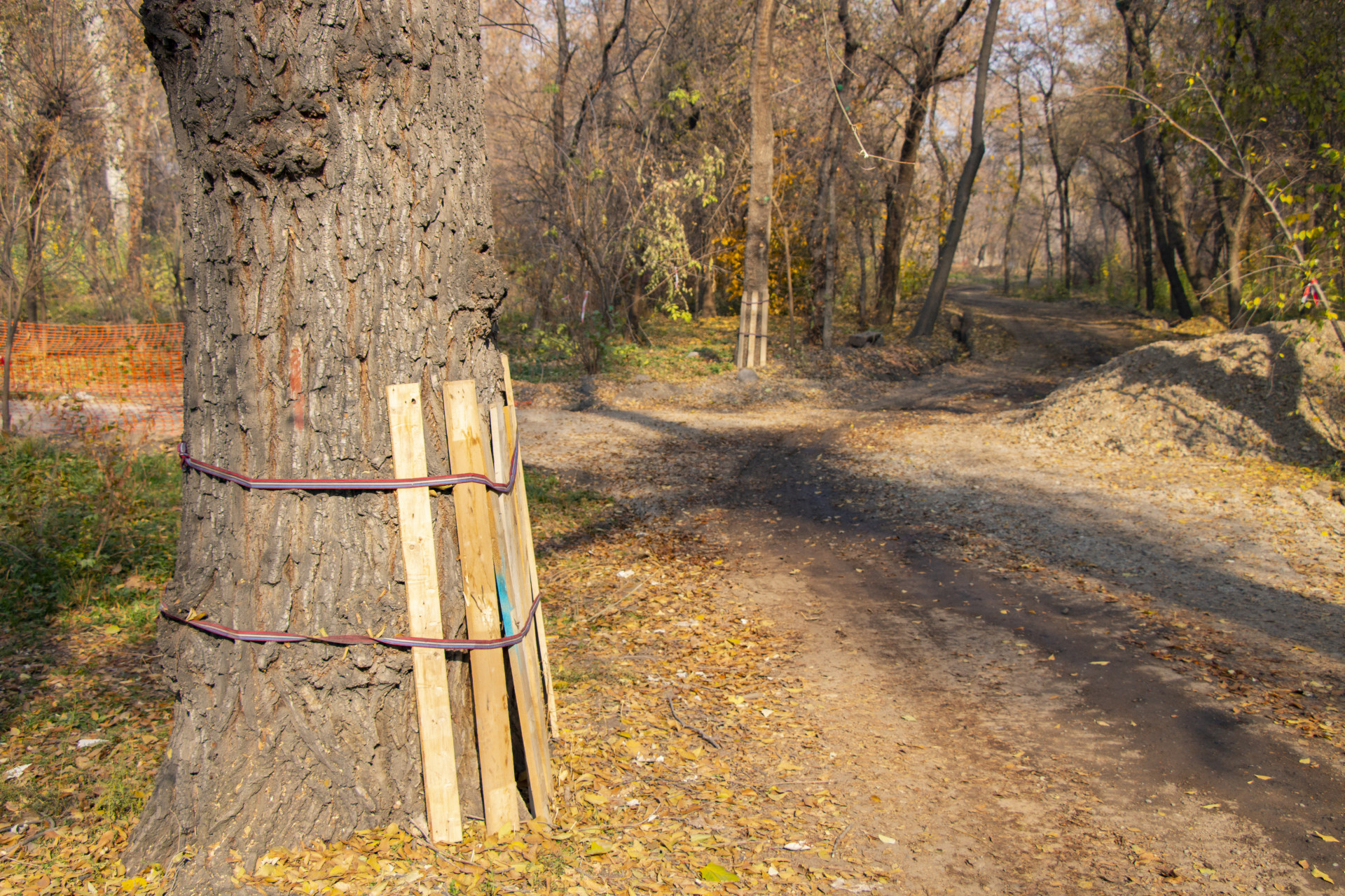 Защита деревьев в роще Баума 28 октября 2025 года