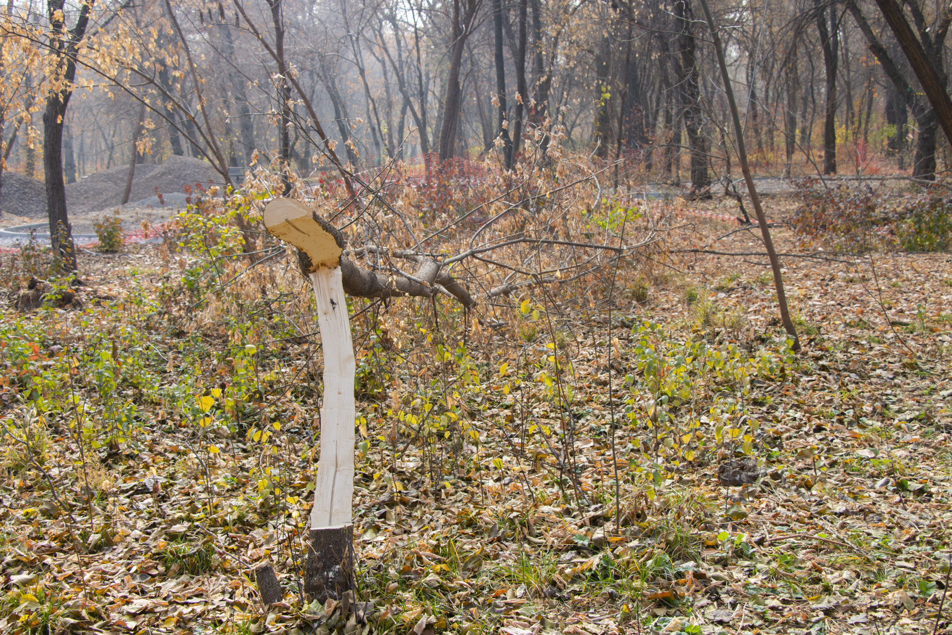 Спиленное дерево в роще Баума в Алматы
