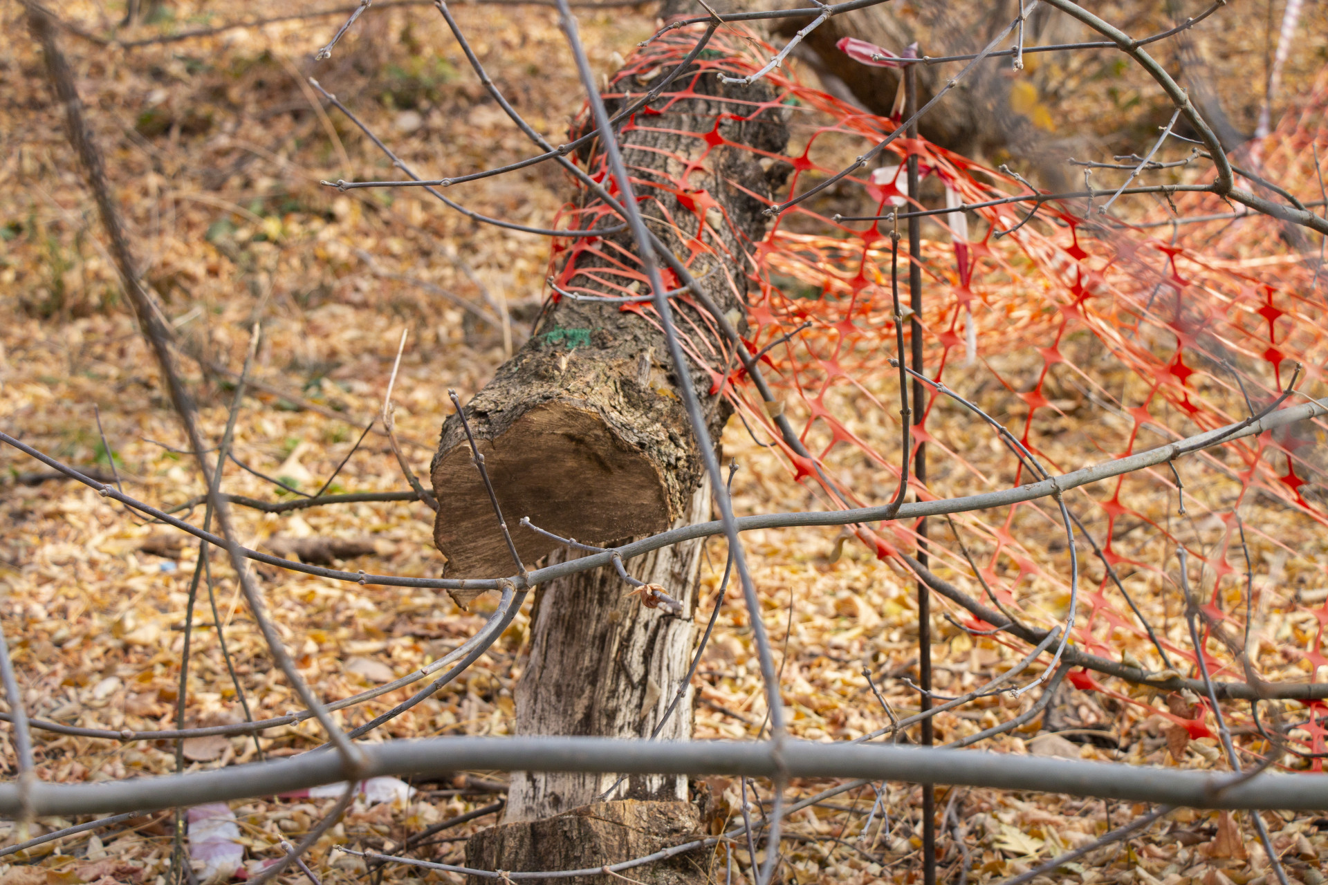 Спиленное дерево в роще Баума в Алматы