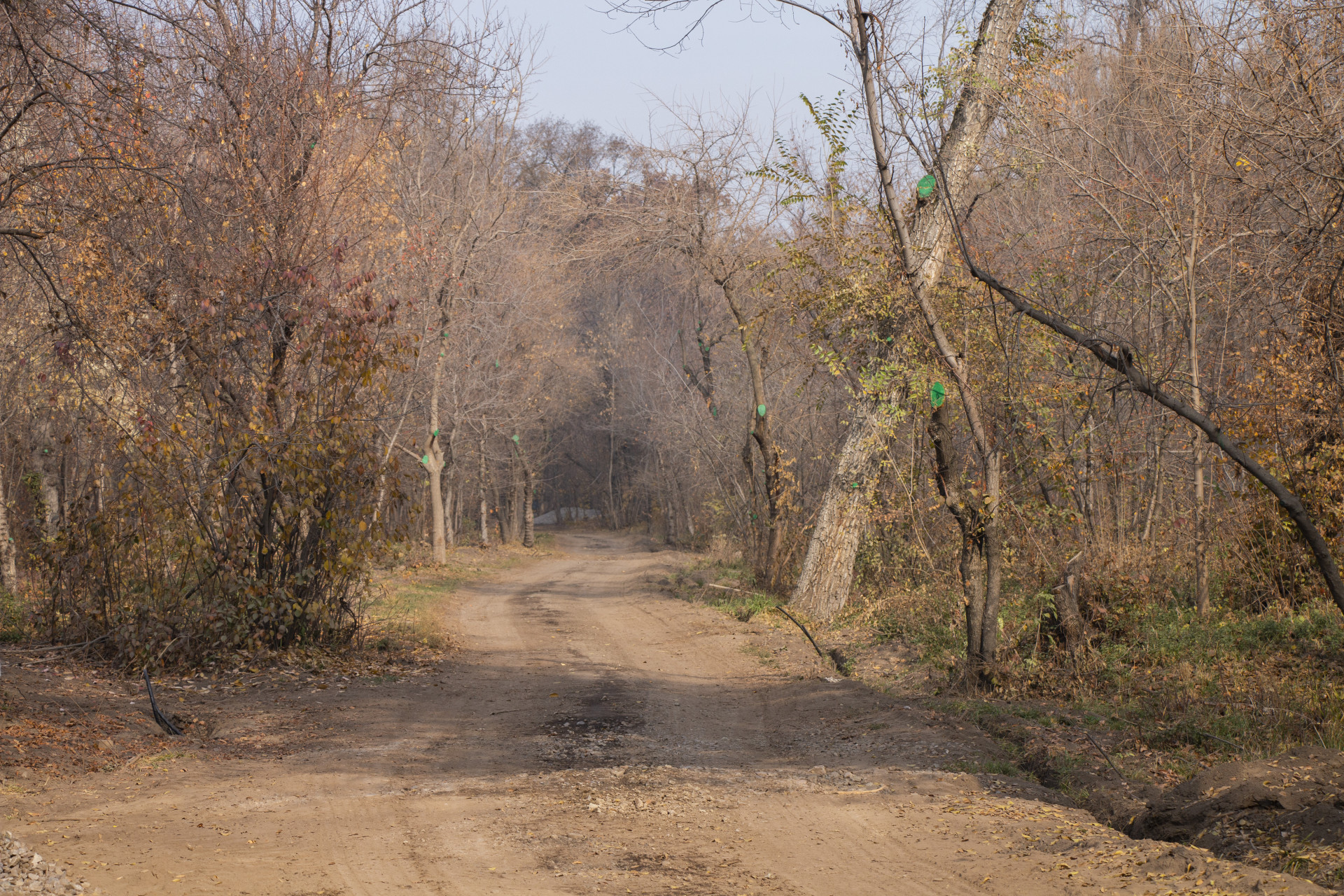 Следы строительной техники в роще Баума 28 октября 2025 года