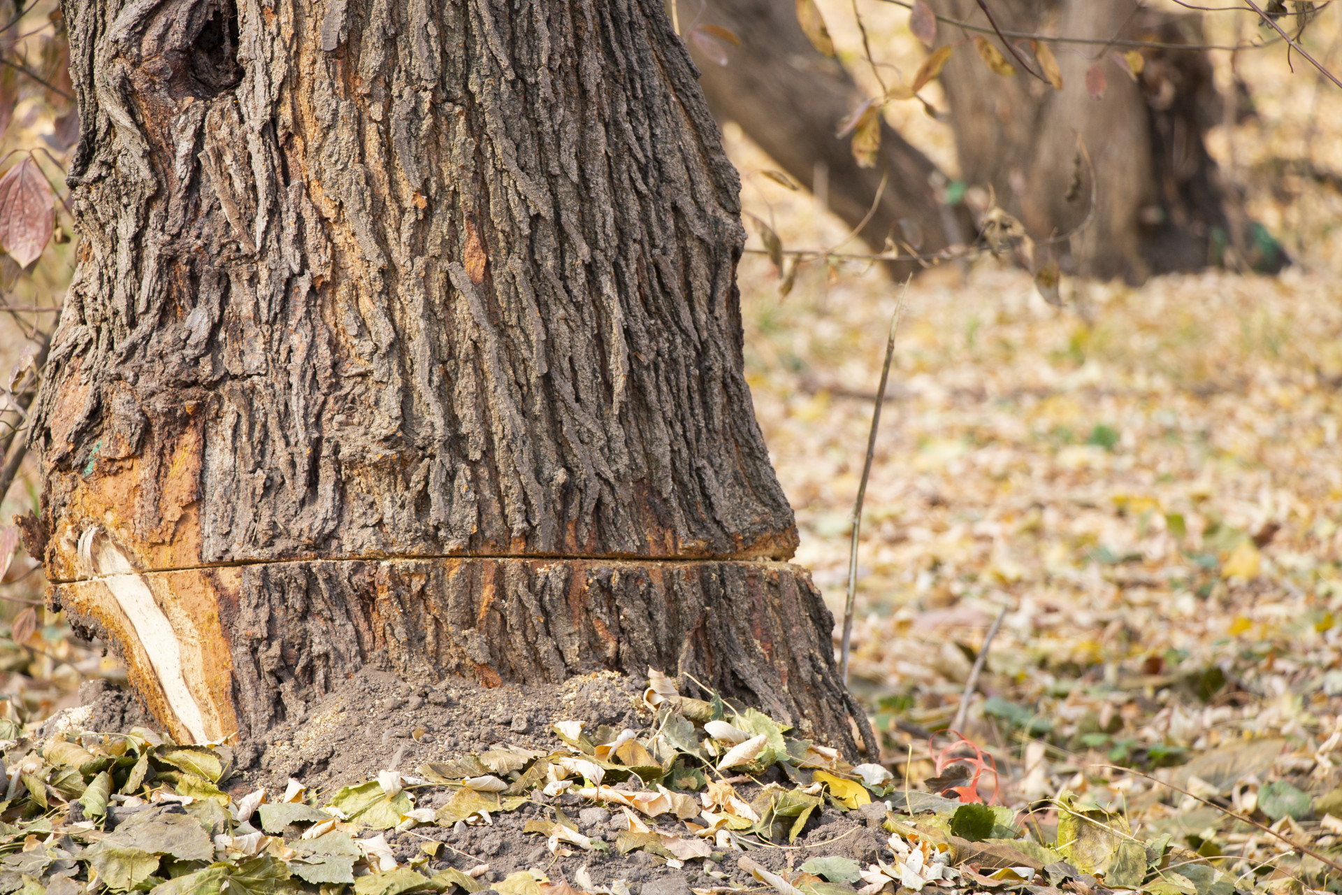 Подпиленное дерево в роще Баума в Алматы