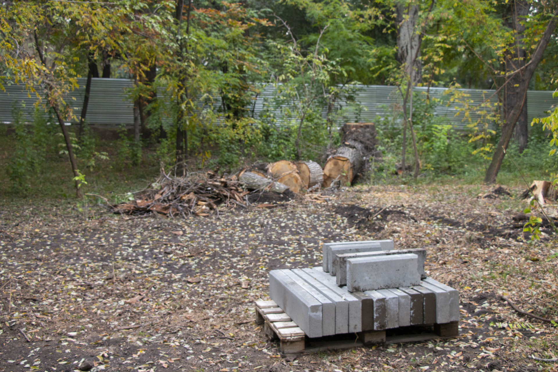 Вырубленные деревья в роще Баума 26 сентября 2025 года